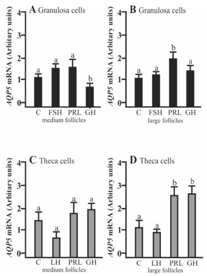 Ijms Free Full Text Pituitary Hormones Fsh Lh Prl And Gh Differentially Regulate Aqp5 Expression In Porcine Ovarian Follicular Cells Html Ijms Free Full Text Pituitary Hormones Fsh Lh Prl And Gh Differentially Regulate Aqp5 Expression In Porcine Ovarian Follicular Cells Html
