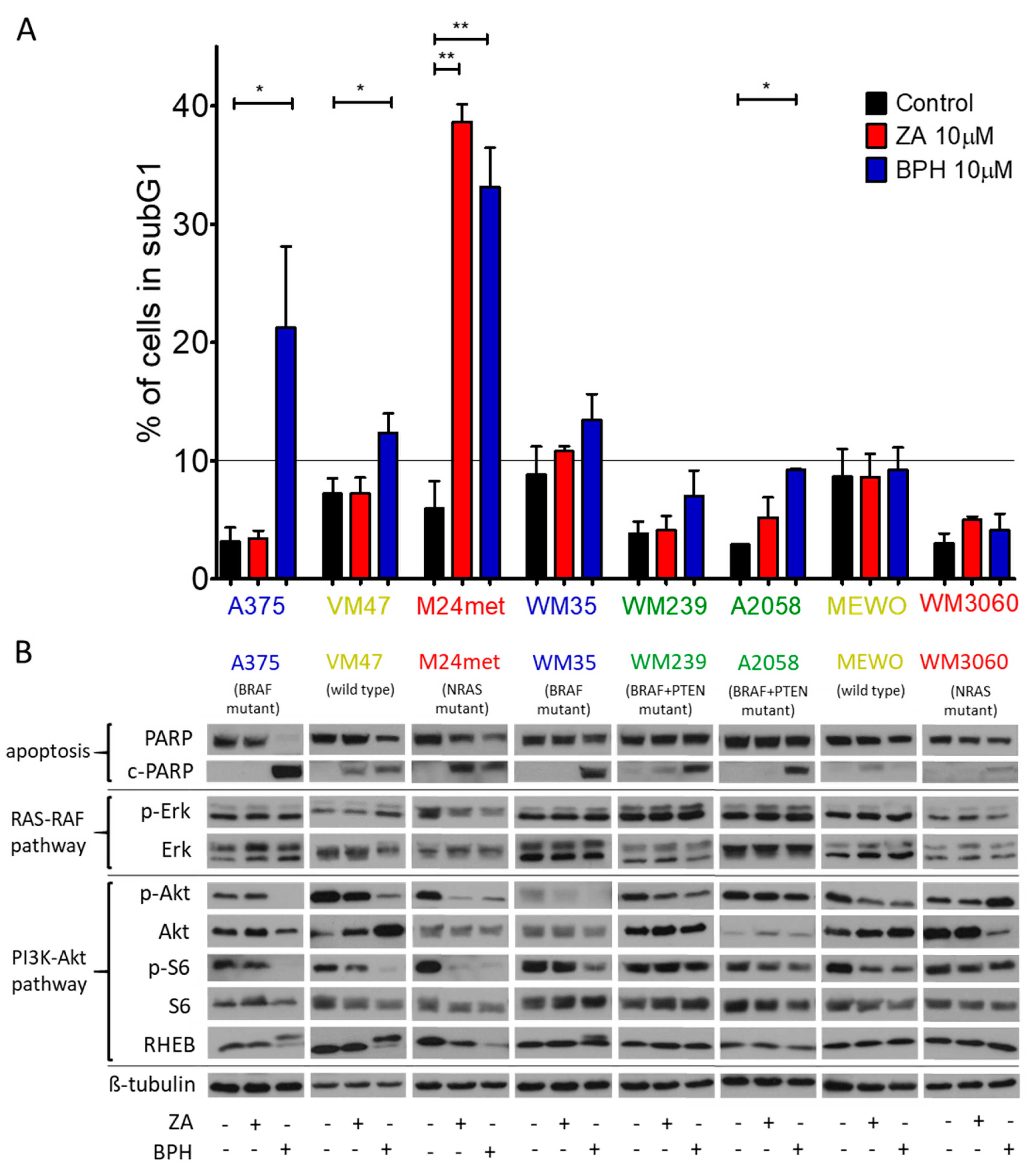 Ijms 20 04917 g003 Ijms 20 04917 g003