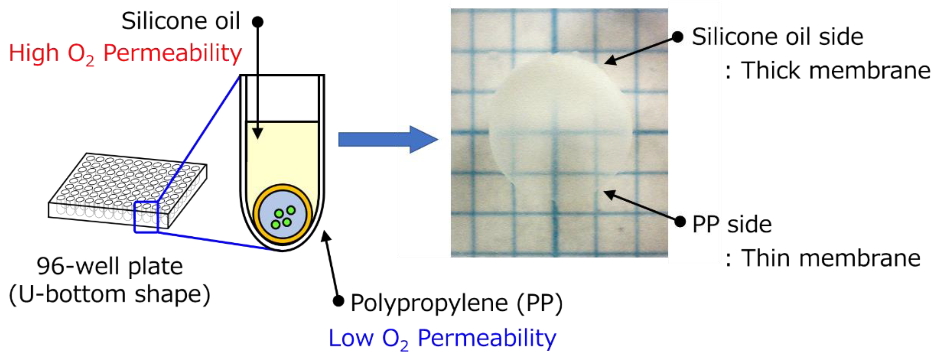 Ijms 20 04919 g004 Ijms 20 04919 g004