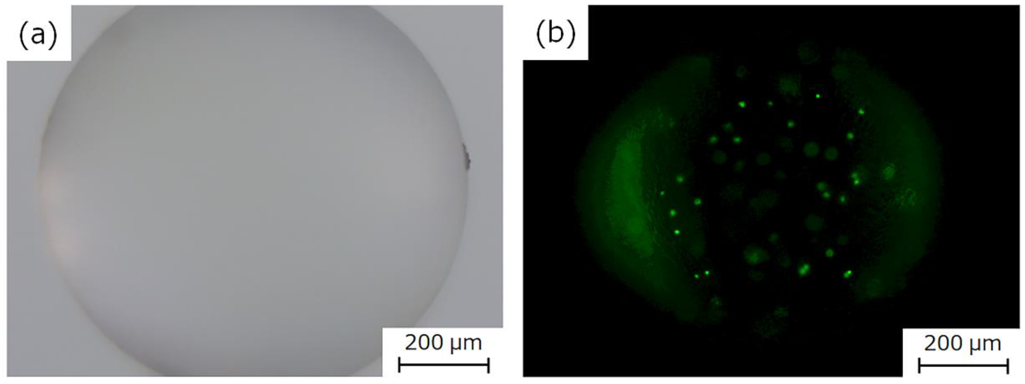 Ijms 20 04919 g008 Ijms 20 04919 g008