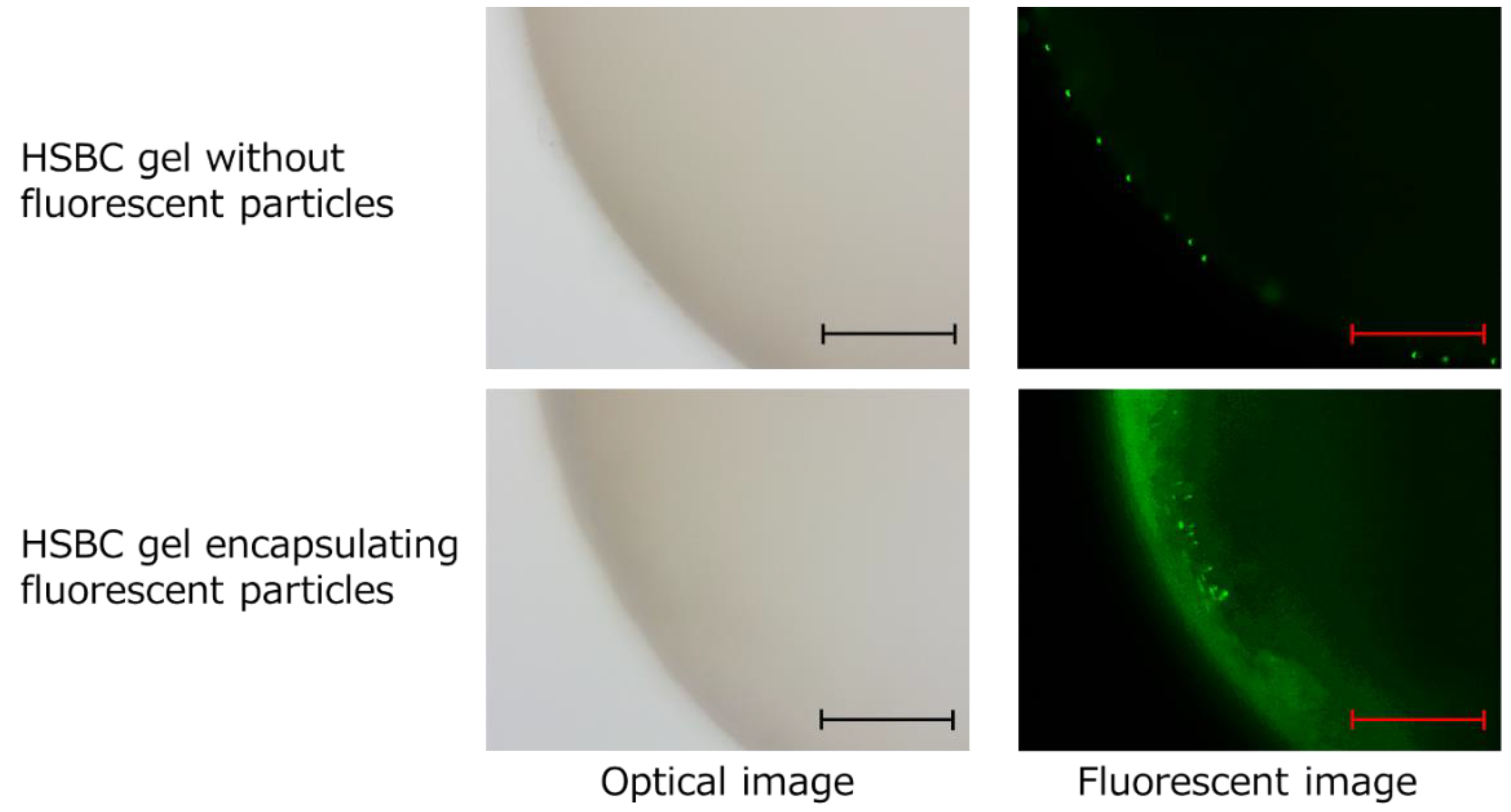 Ijms 20 04919 g010 Ijms 20 04919 g010