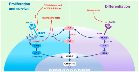 From Osteoclast Differentiation to Osteonecrosis of the Jaw: Molecular ...