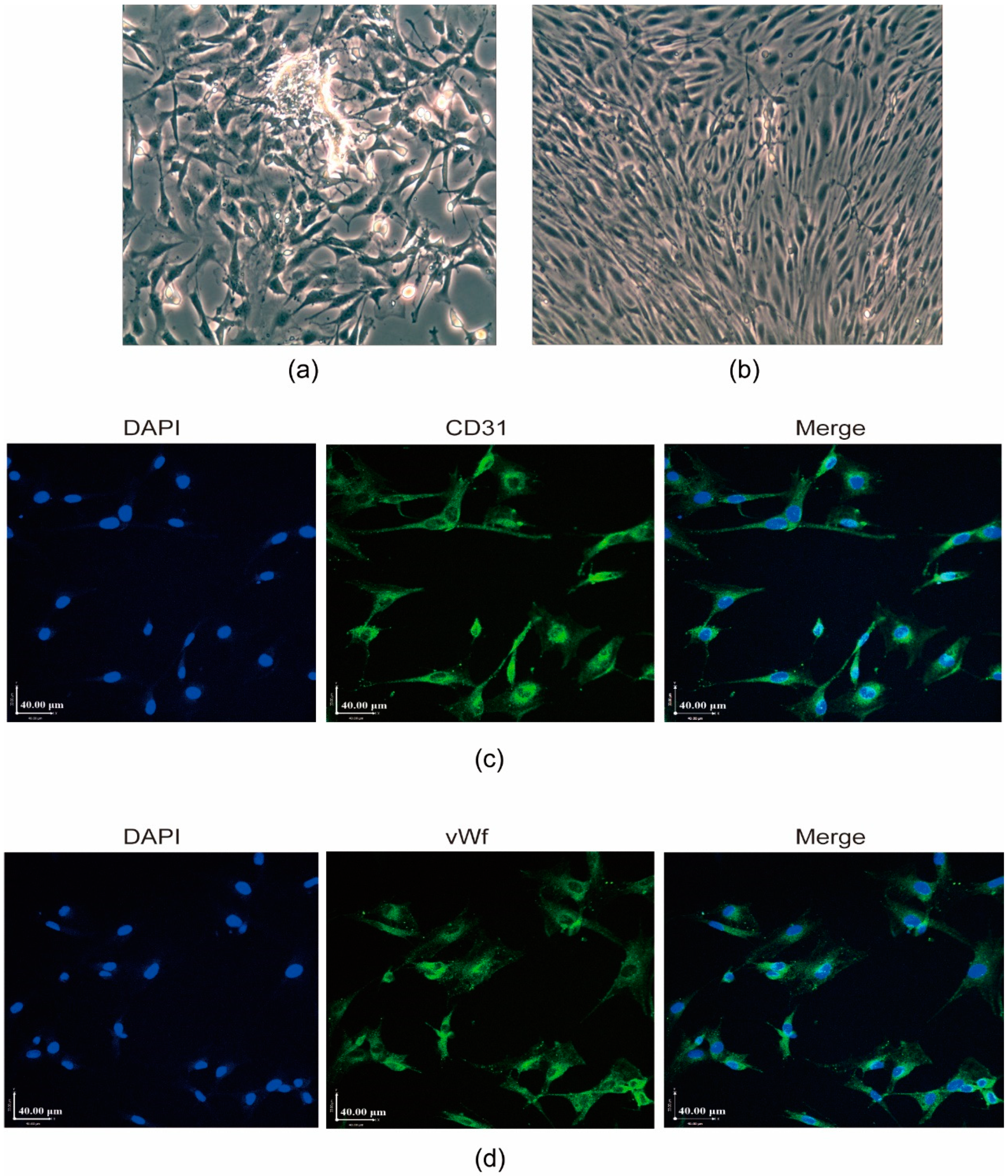 Ijms 20 04936 g001