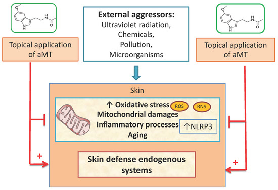 melatonin anti aging tanulmányok