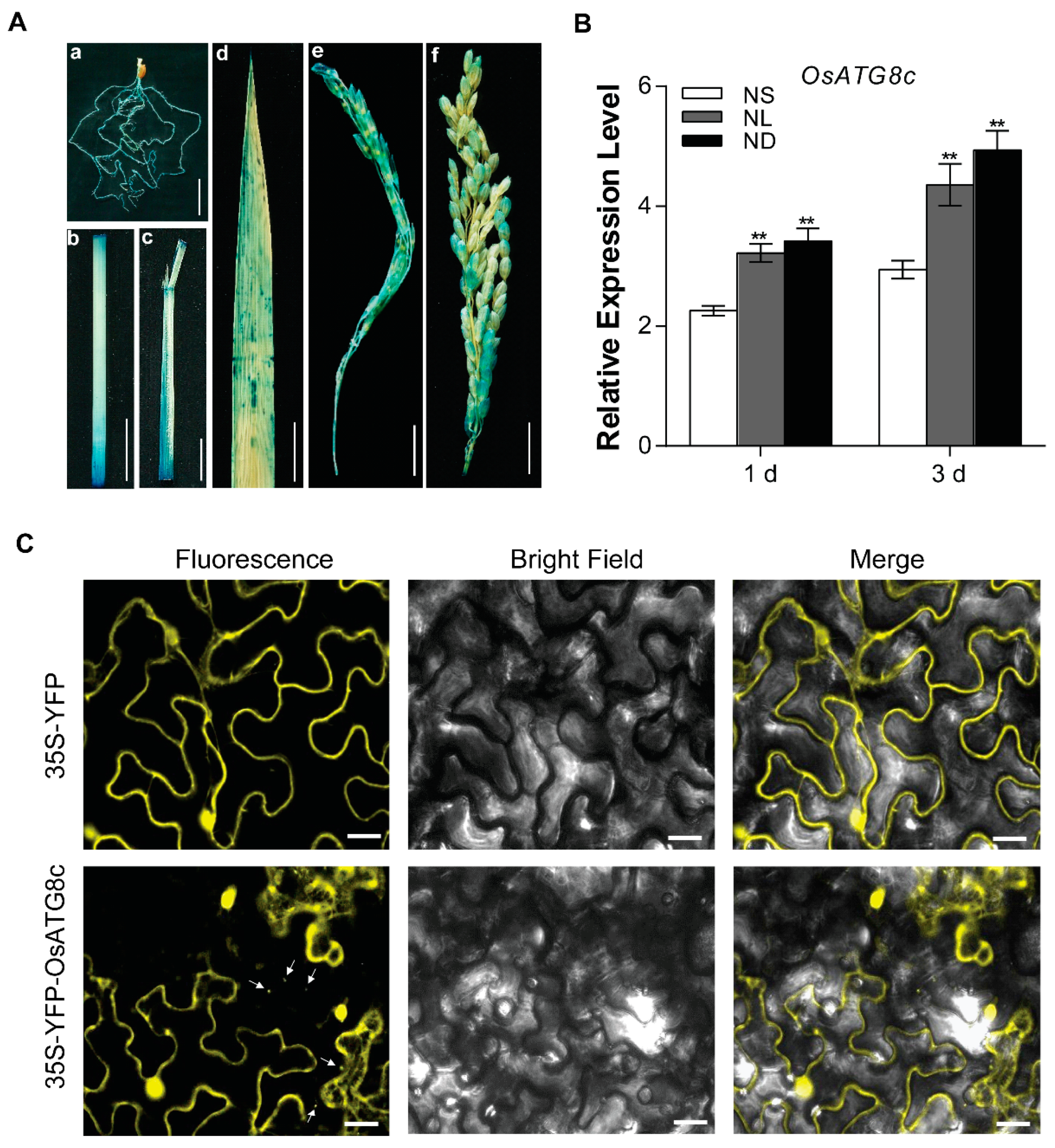 Ijms 20 04956 g001 Ijms 20 04956 g001
