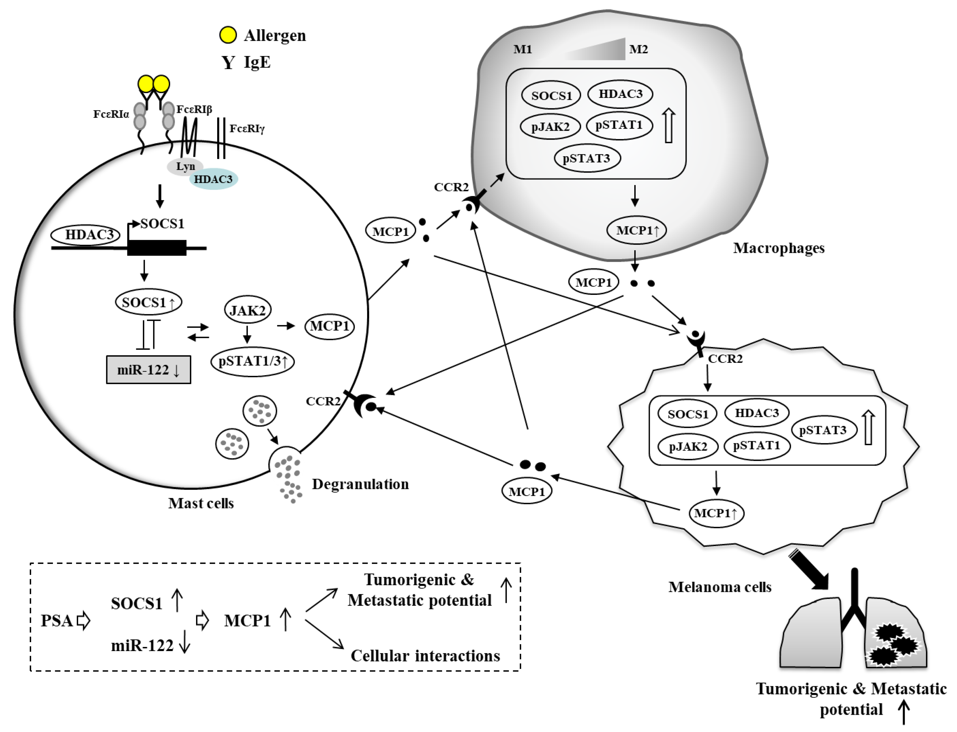 Ijms 20 04964 g003