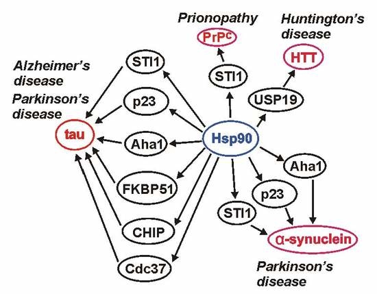 Ijms Free Full Text Hsp90 And Its Co Chaperones In - 