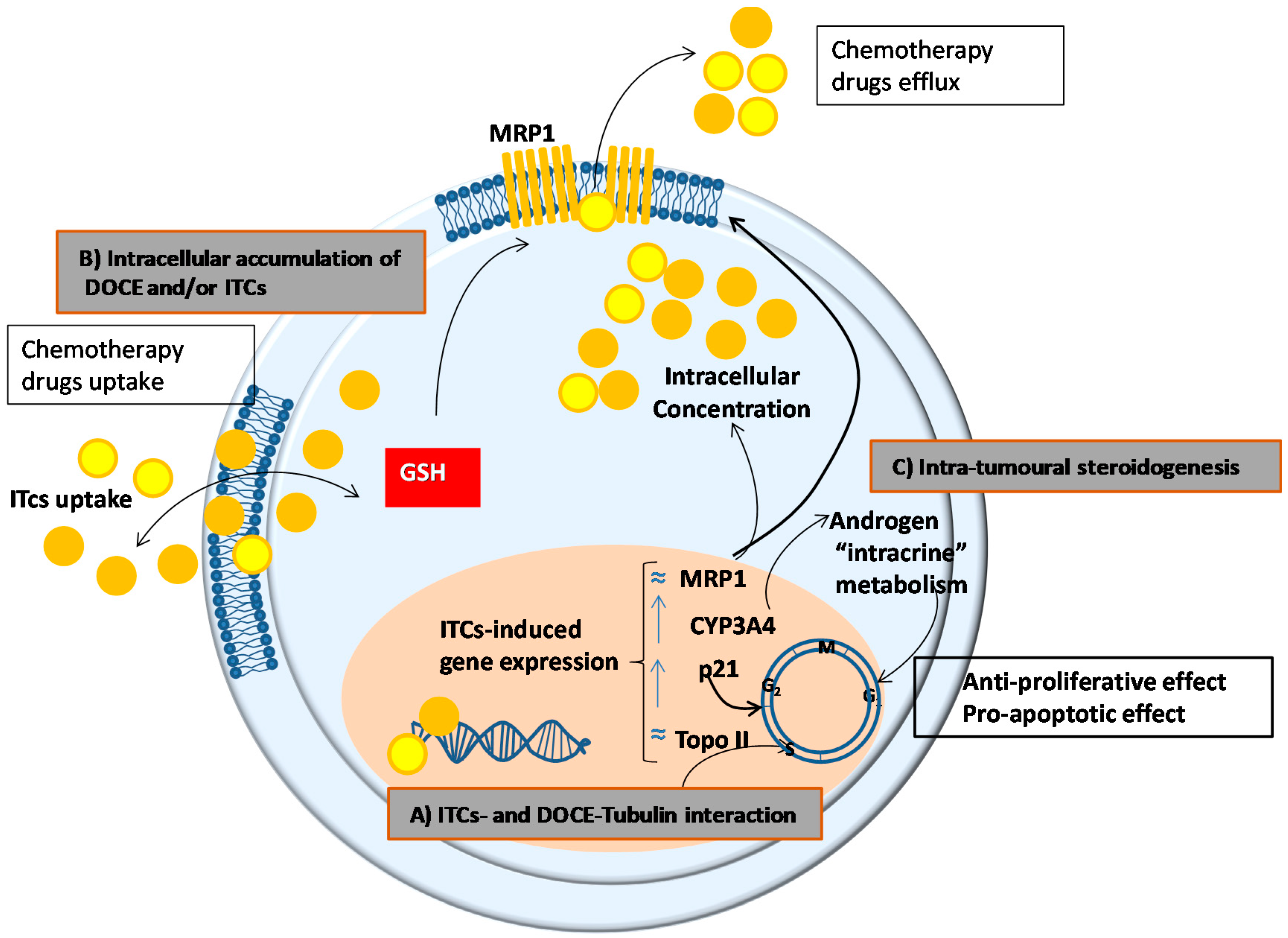 Ijms 20 04977 g007 Ijms 20 04977 g007