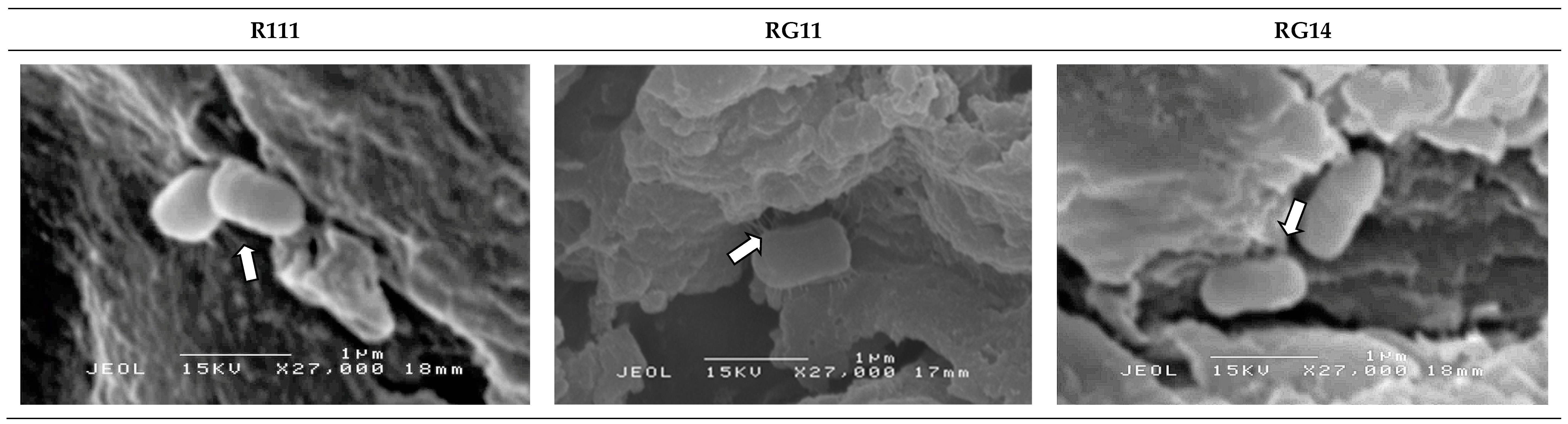 Ijms 20 04979 g006
