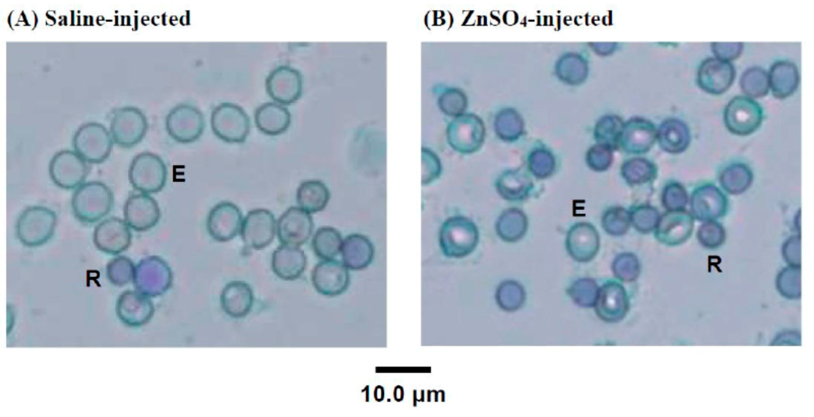 Ijms 20 04985 g002