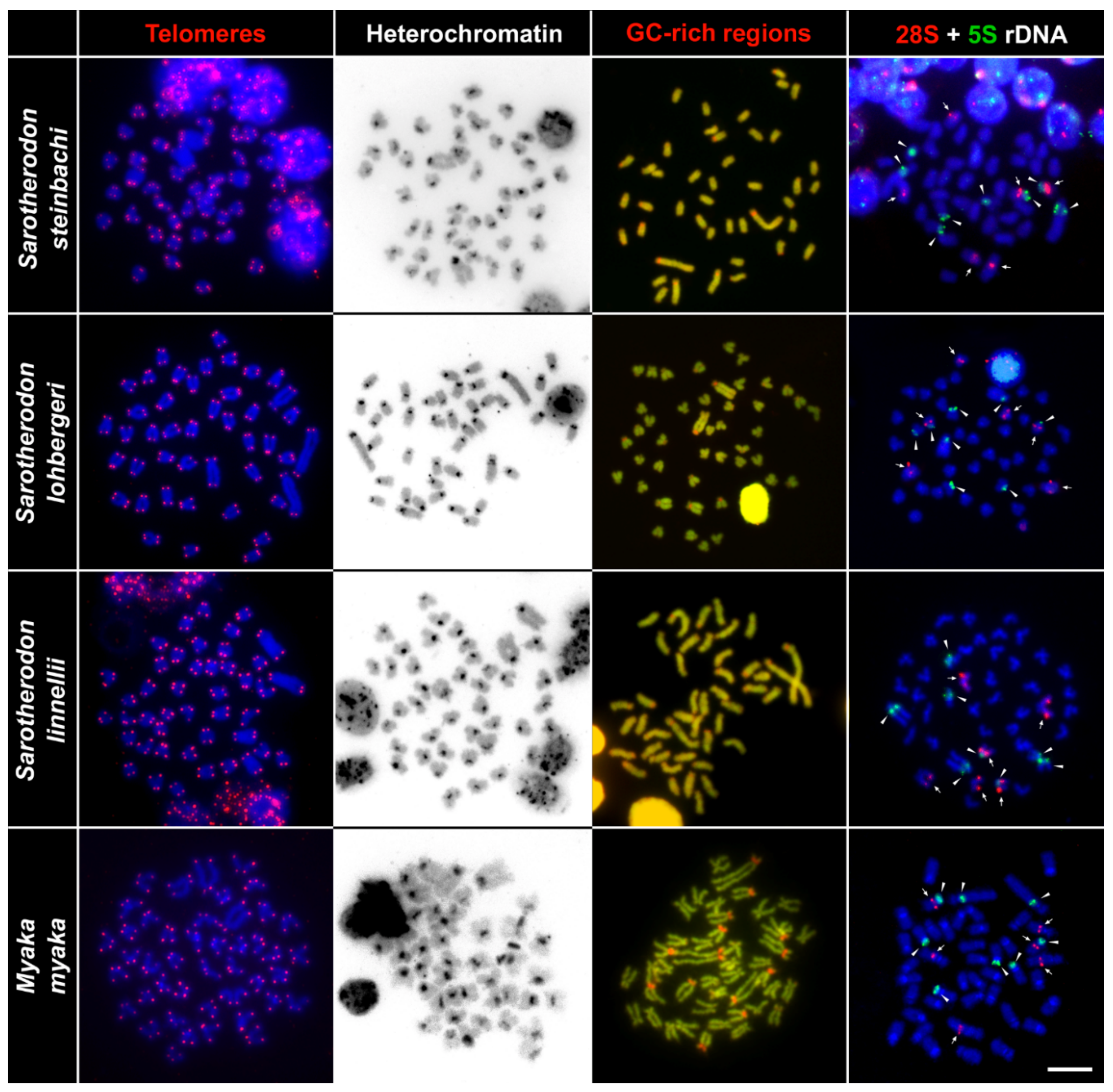 Ijms 20 04994 g004
