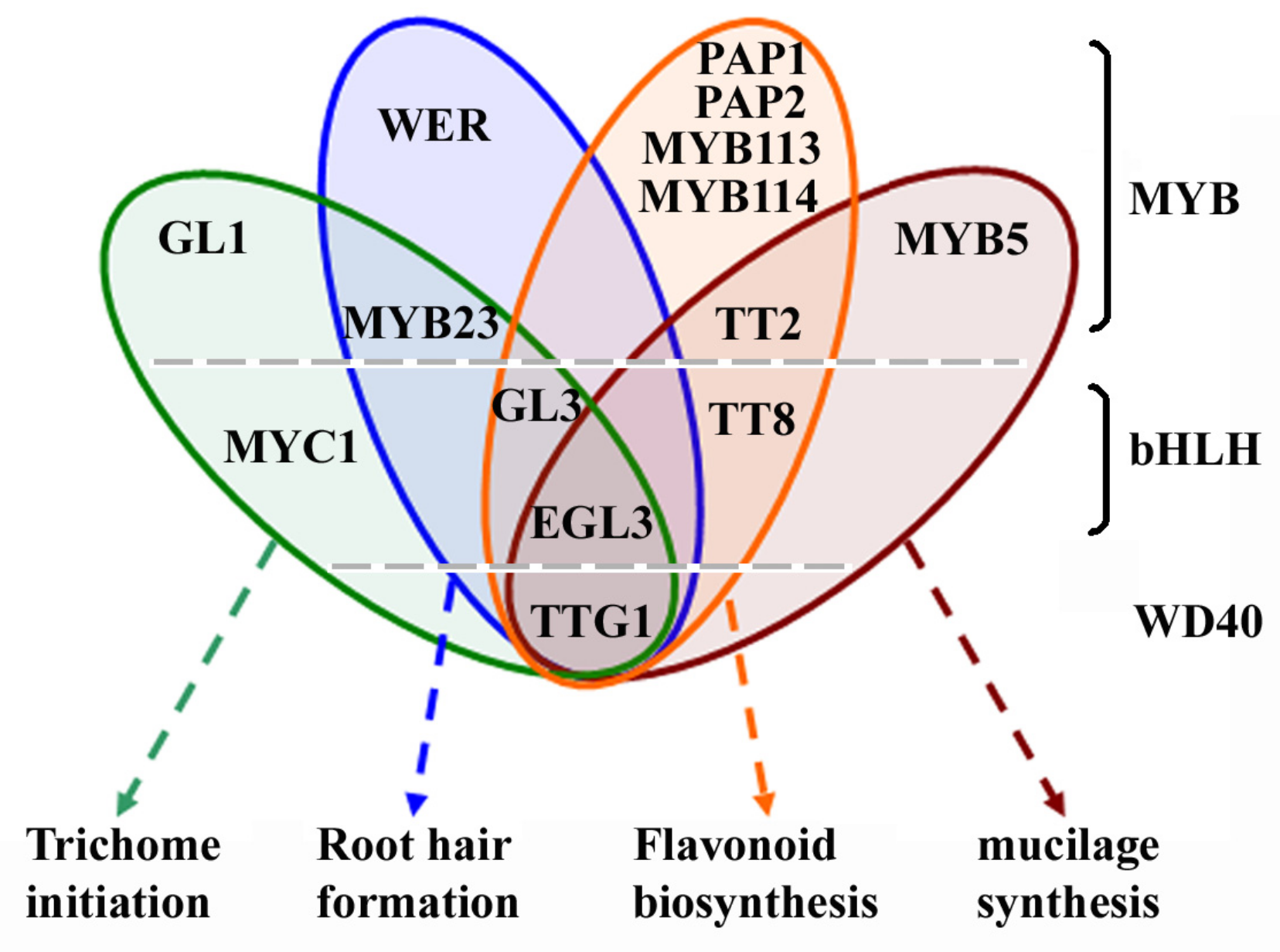 Ijms 20 04997 g001