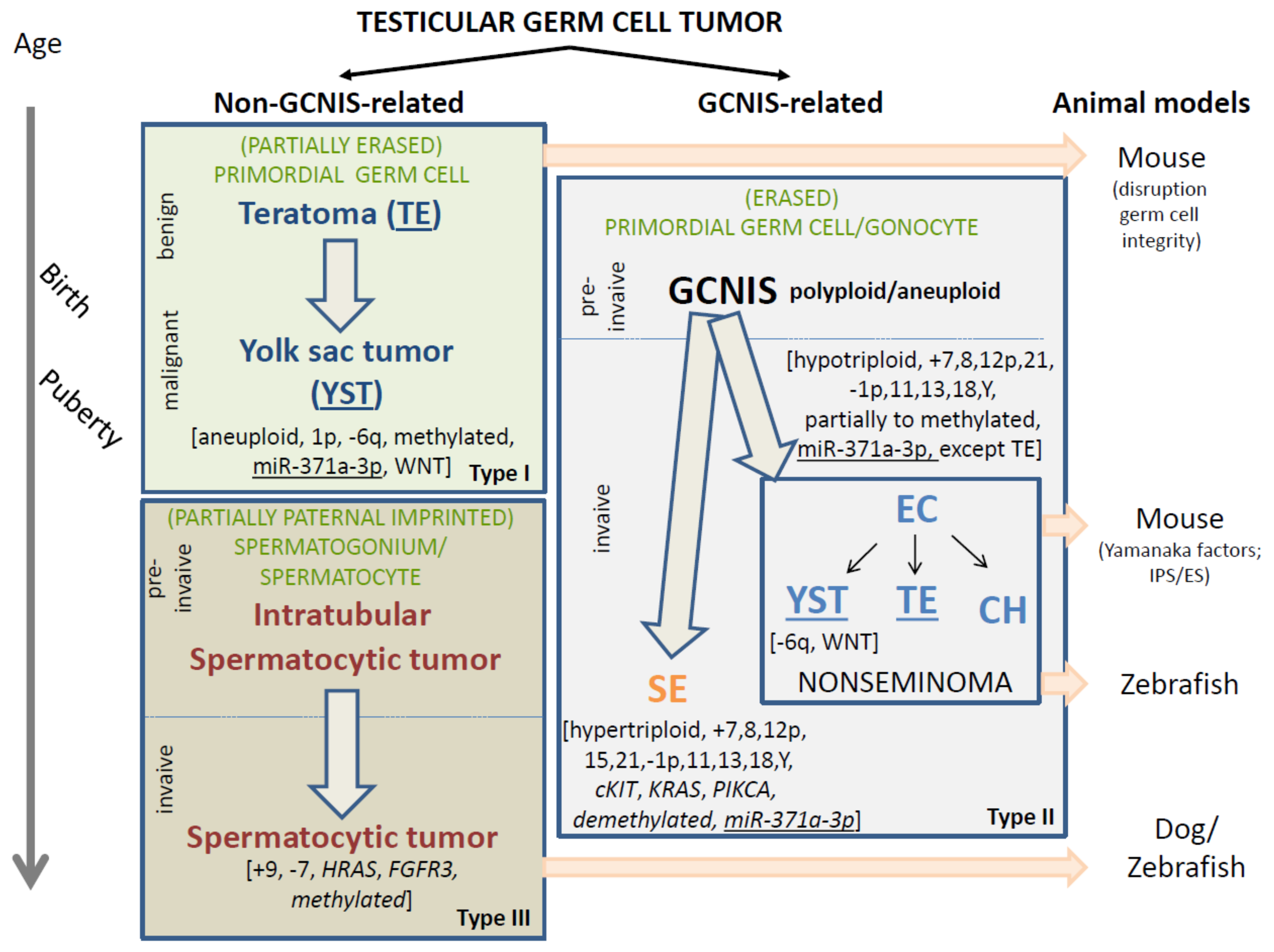 Extragonadal Germ Cell Tumors Pdf Download Windows 10 Digital