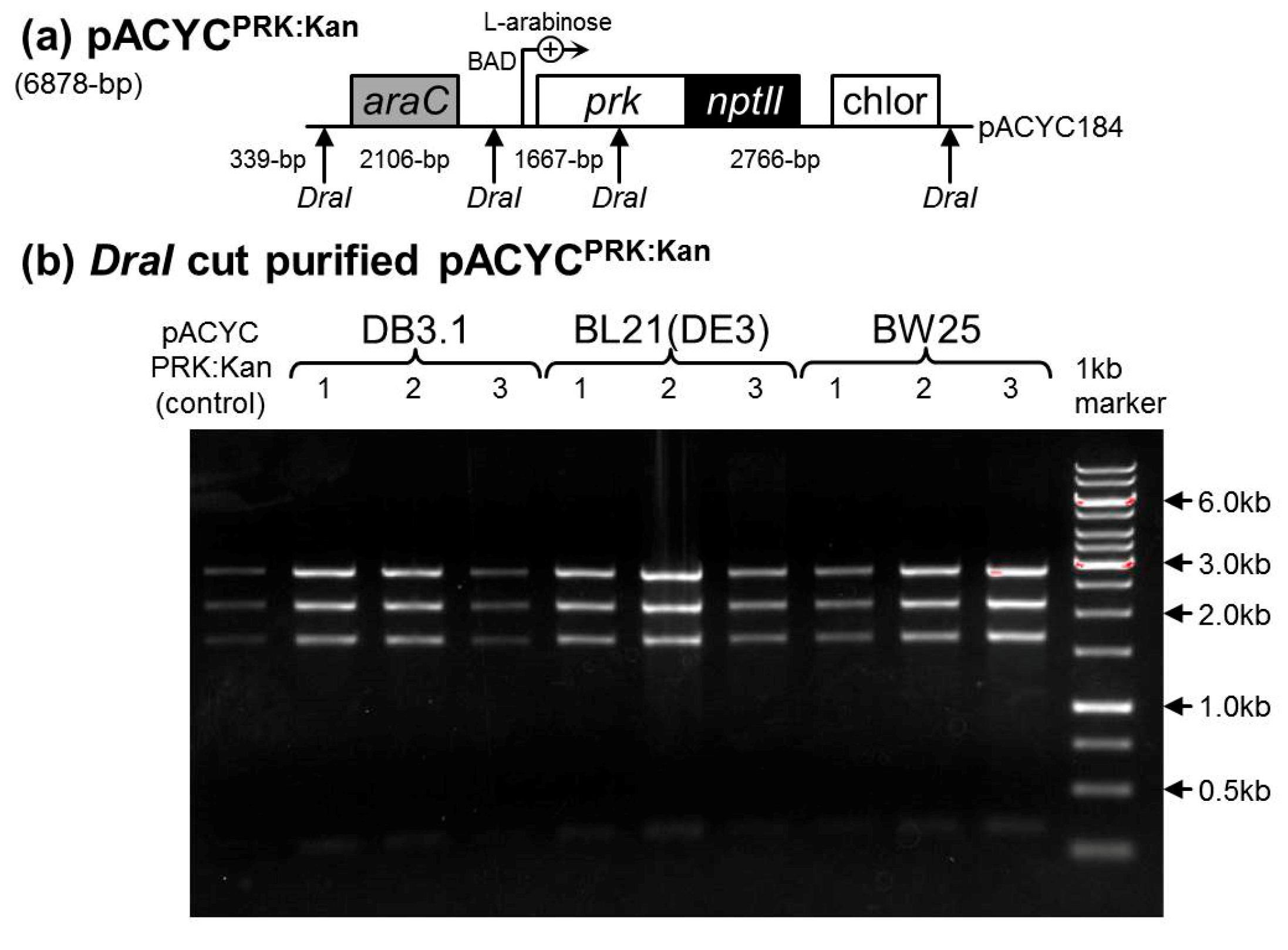 Ijms 20 05019 g0a2