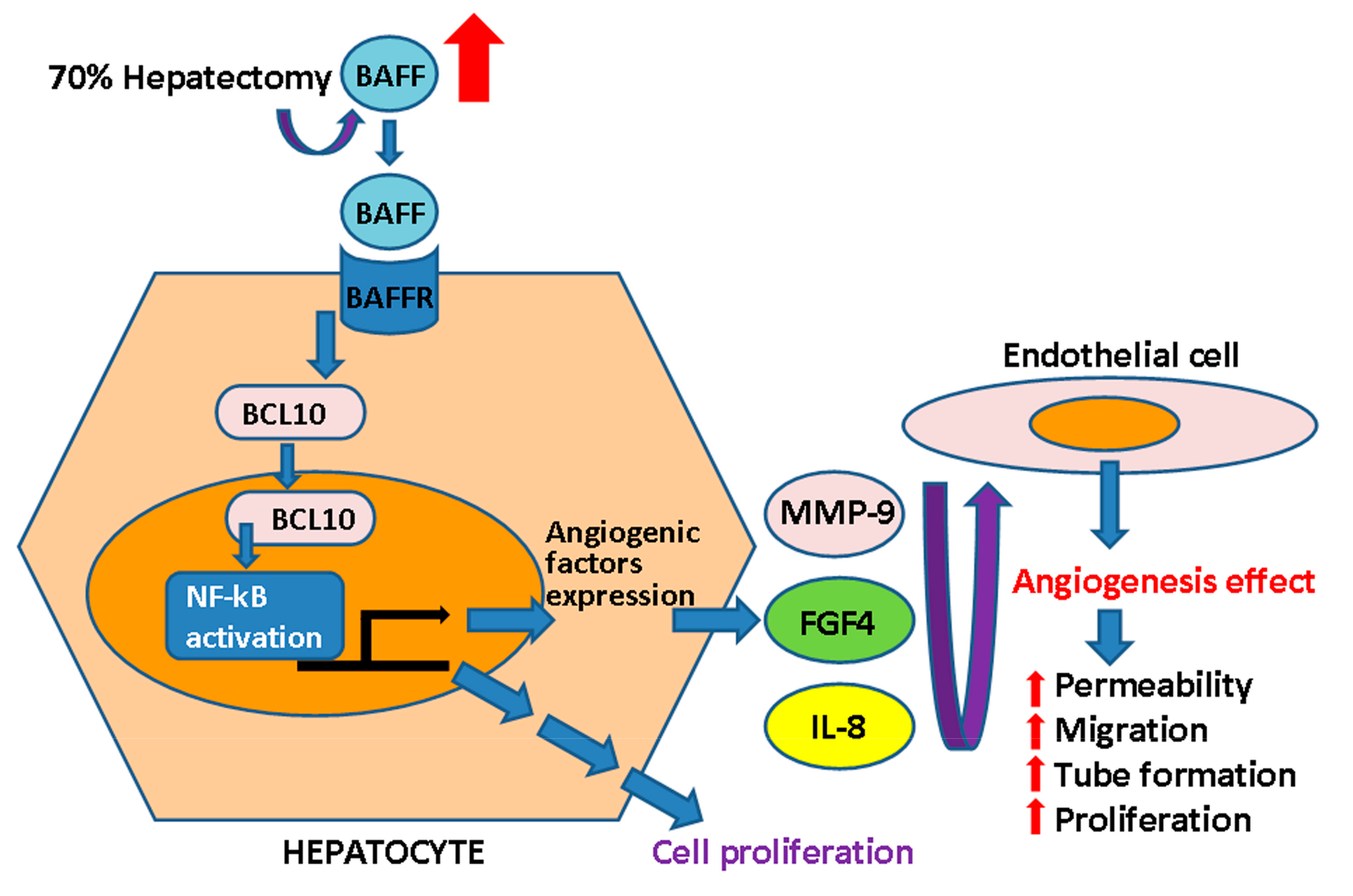 Ijms 20 05022 g006 Ijms 20 05022 g006