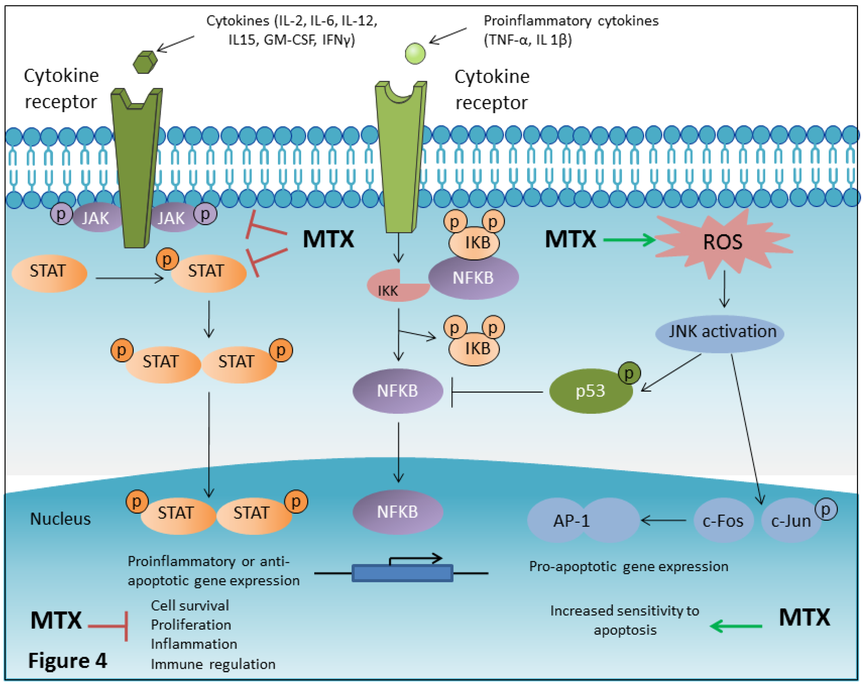 IJMS Free FullText Methotrexate an Old Drug with New Tricks