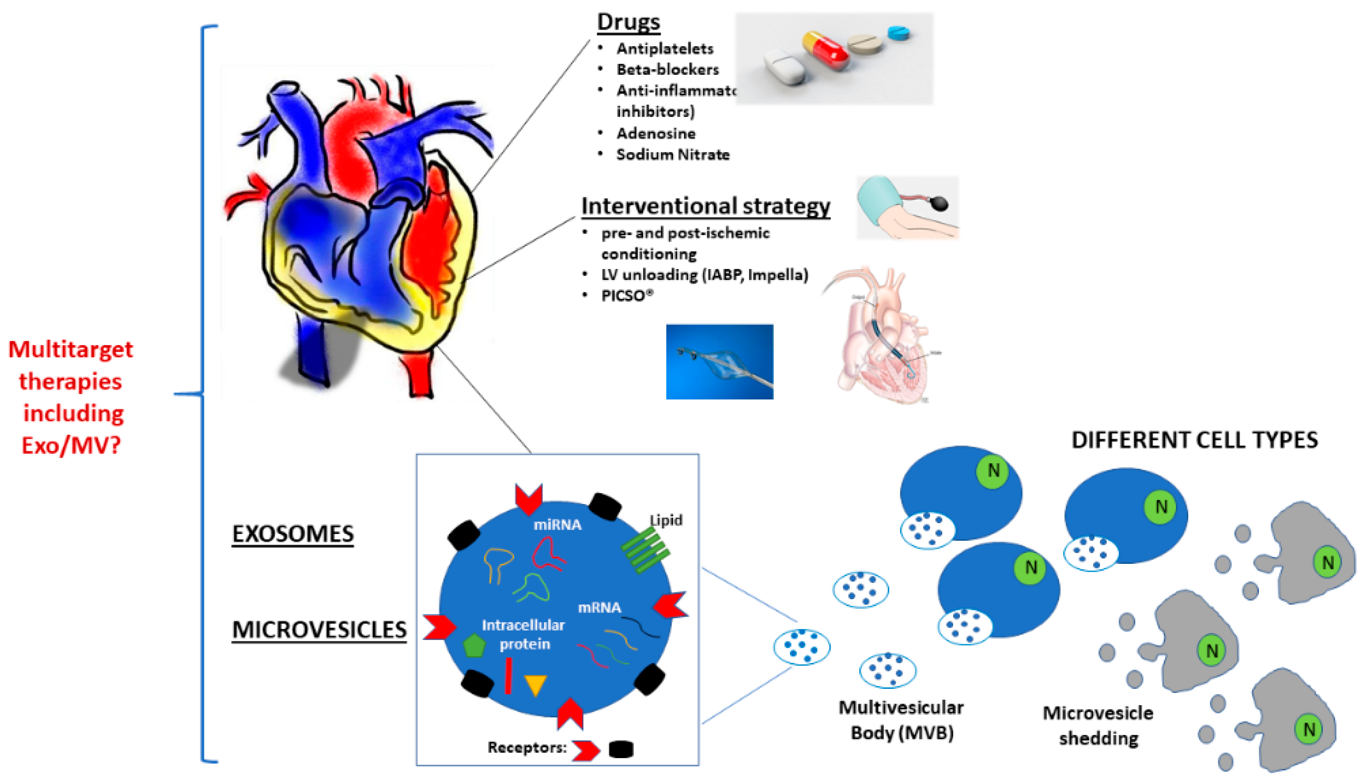 Ijms Free Full Text Ischemia Reperfusion Injury Mechanisms Of Damage Protection And Novel Strategies For Cardiac Recovery Regeneration Html