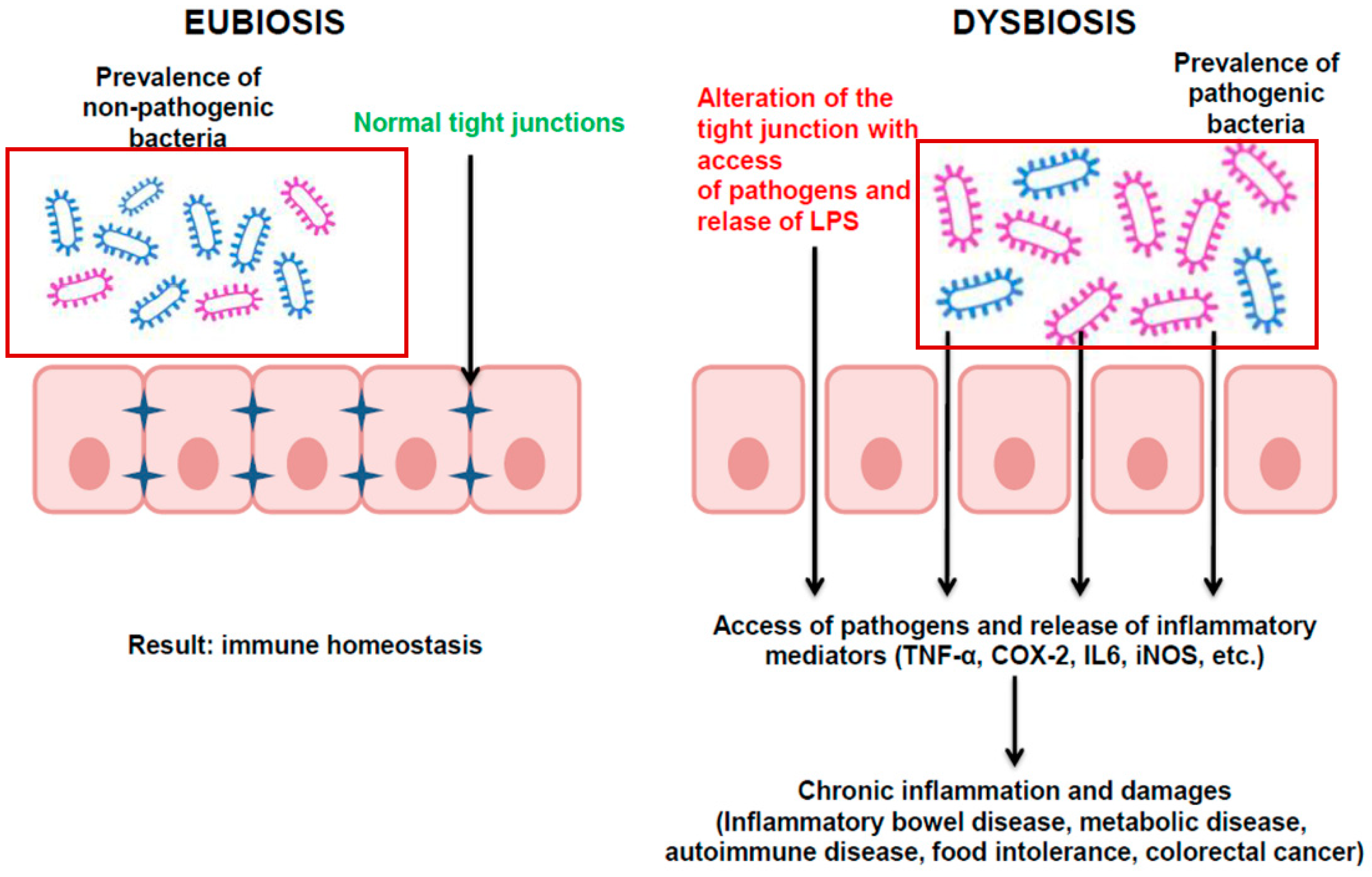 Ijms Free Full Text Probiotics Can Cure Oral Aphthous Like Ulcers