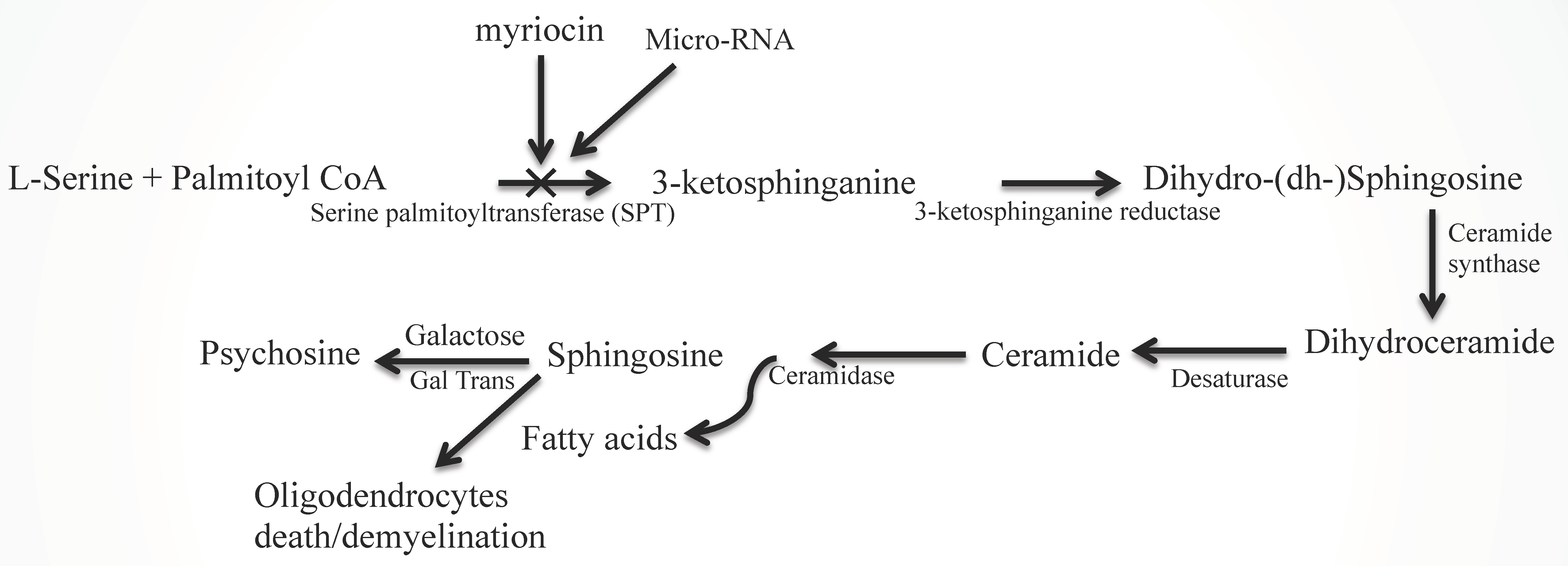 Ijms 20 05031 g002 Ijms 20 05031 g002