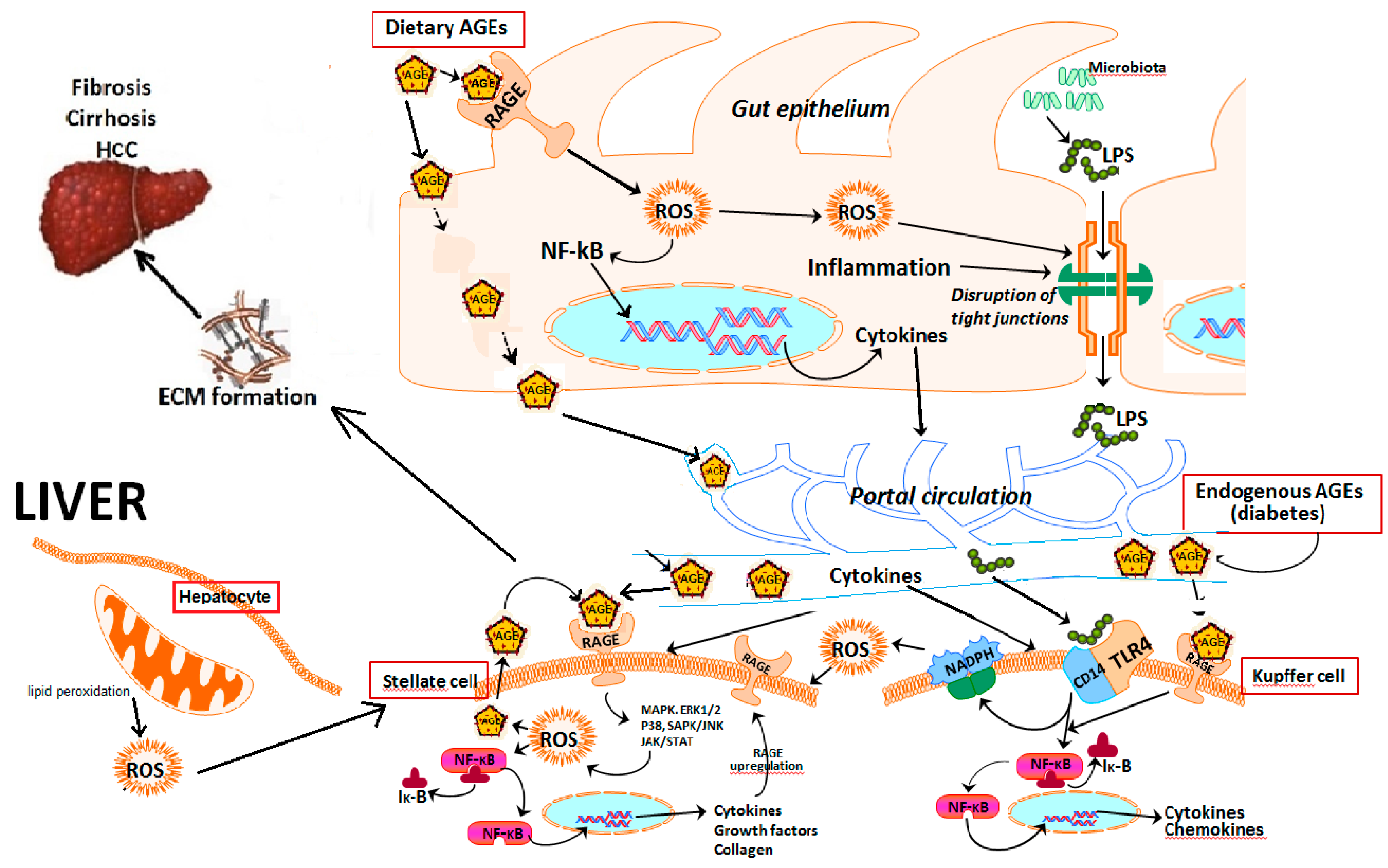 Ijms 20 05037 g003 Ijms 20 05037 g003