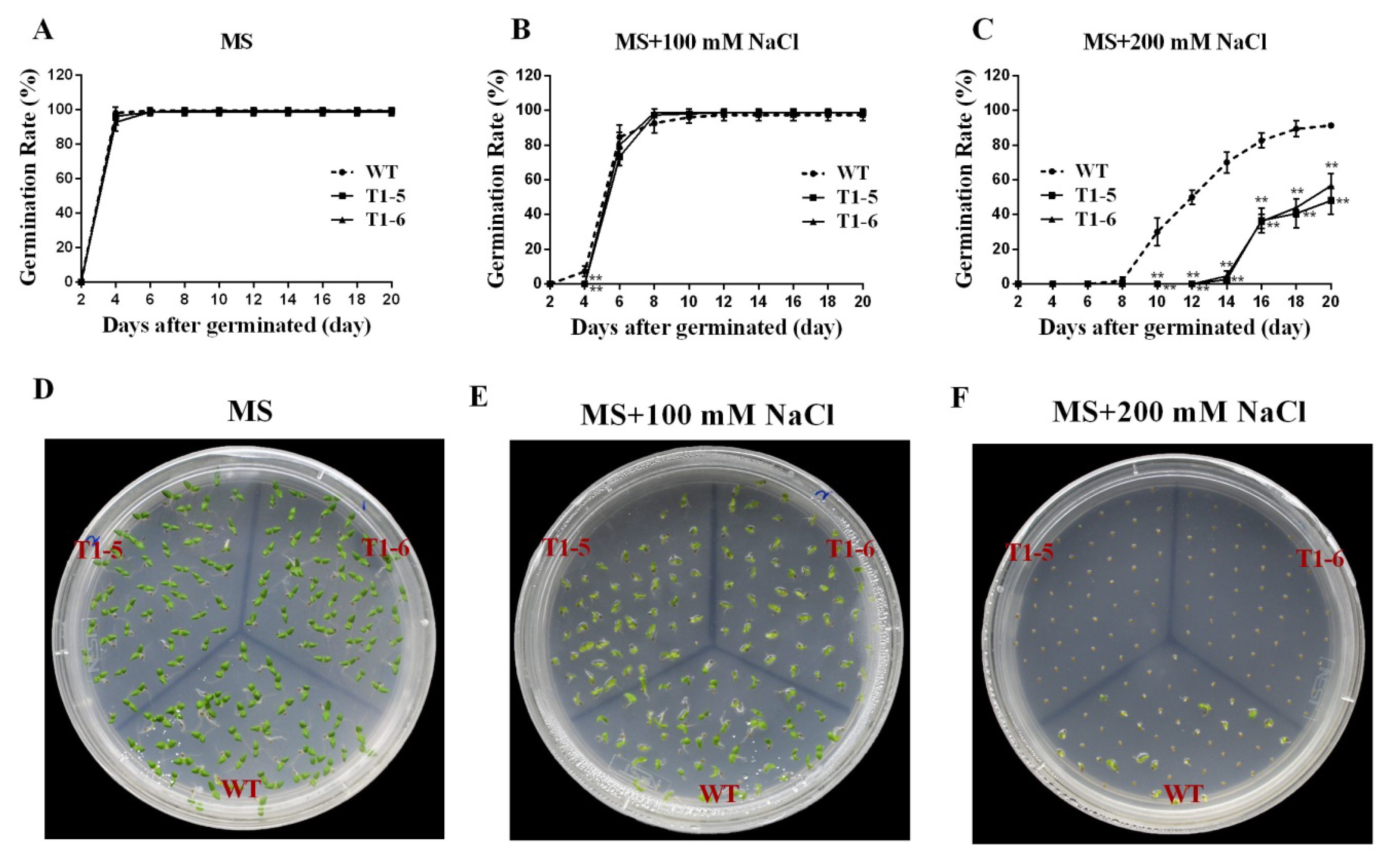 Ijms 20 05048 g007 Ijms 20 05048 g007