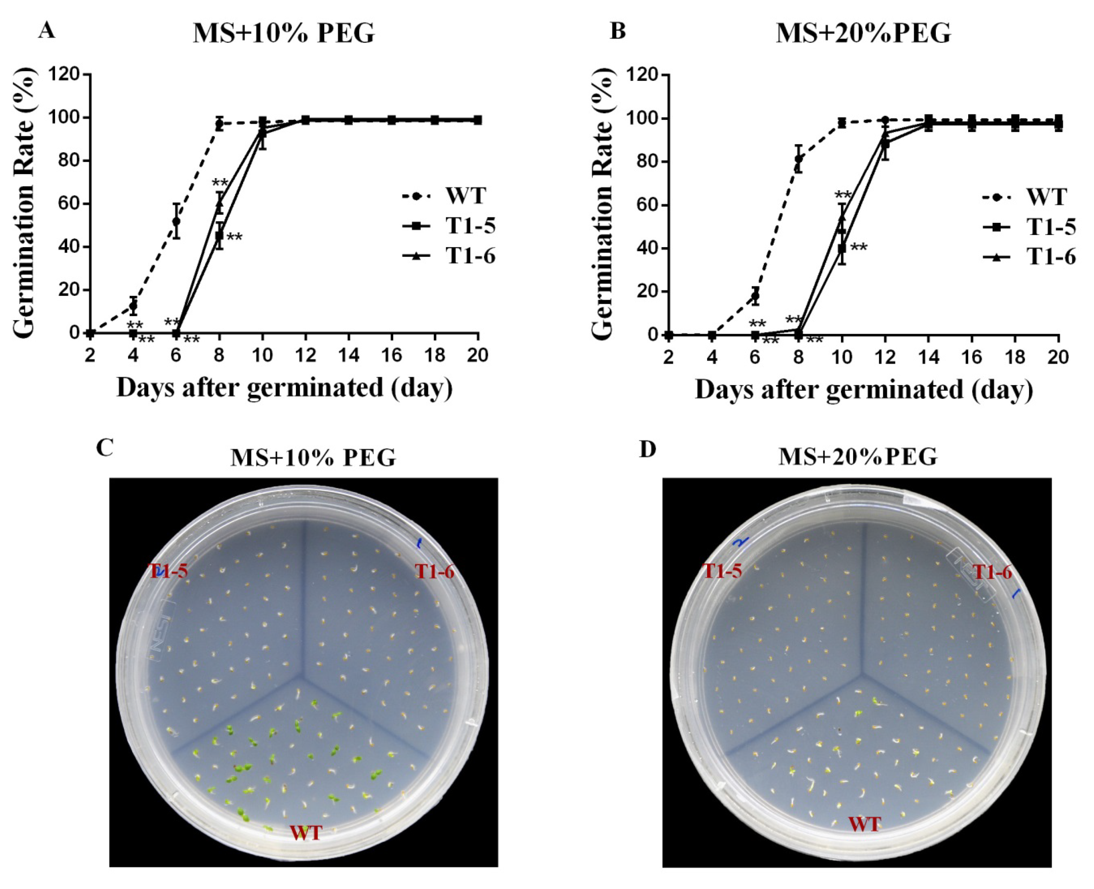 Ijms 20 05048 g008 Ijms 20 05048 g008
