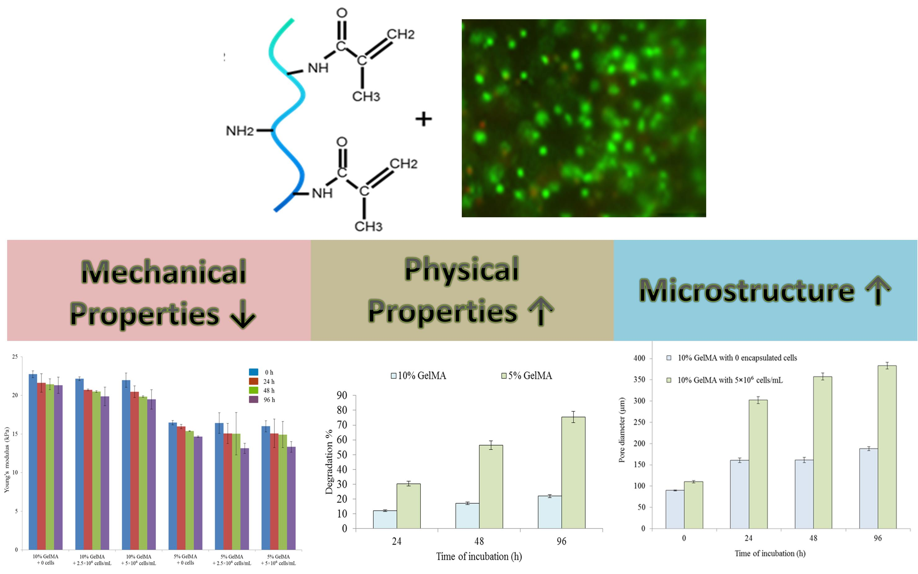 IJMS Free FullText Effects of Encapsulated Cells on the PhysicalMechanical Properties and