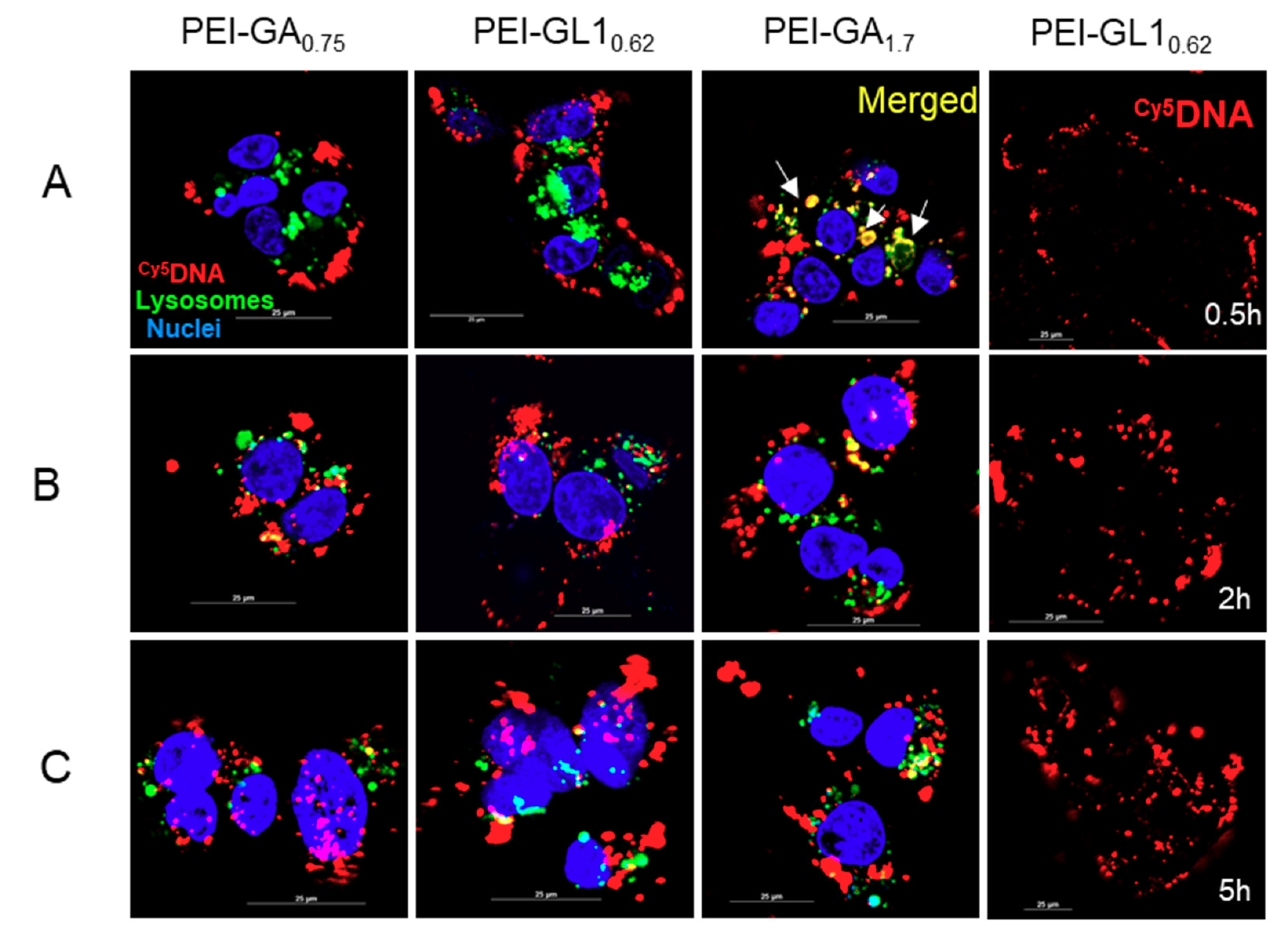 Ijms 20 05074 g008 Ijms 20 05074 g008