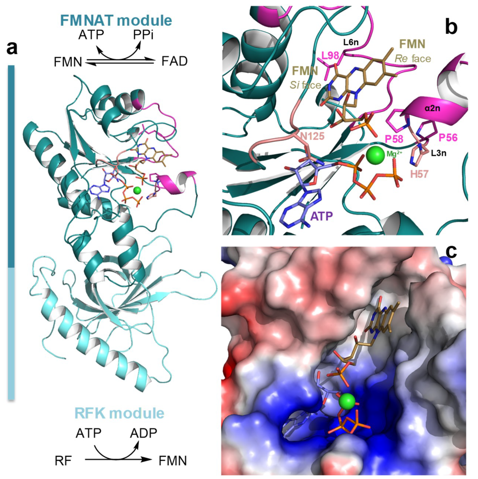 Ijms 20 05083 g001 Ijms 20 05083 g001