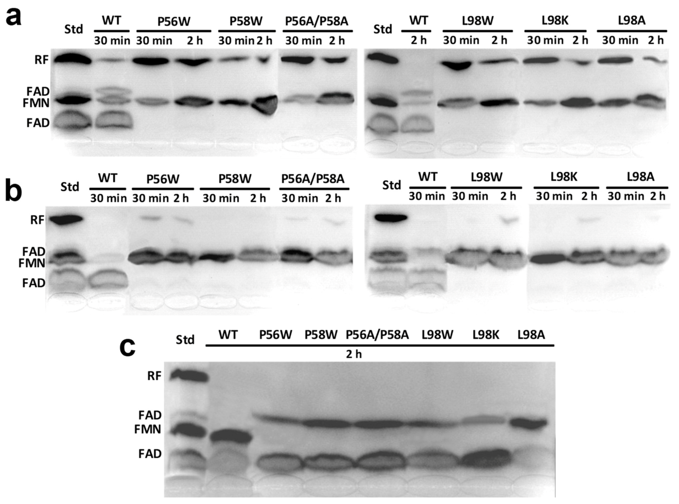 Ijms 20 05083 g002 Ijms 20 05083 g002