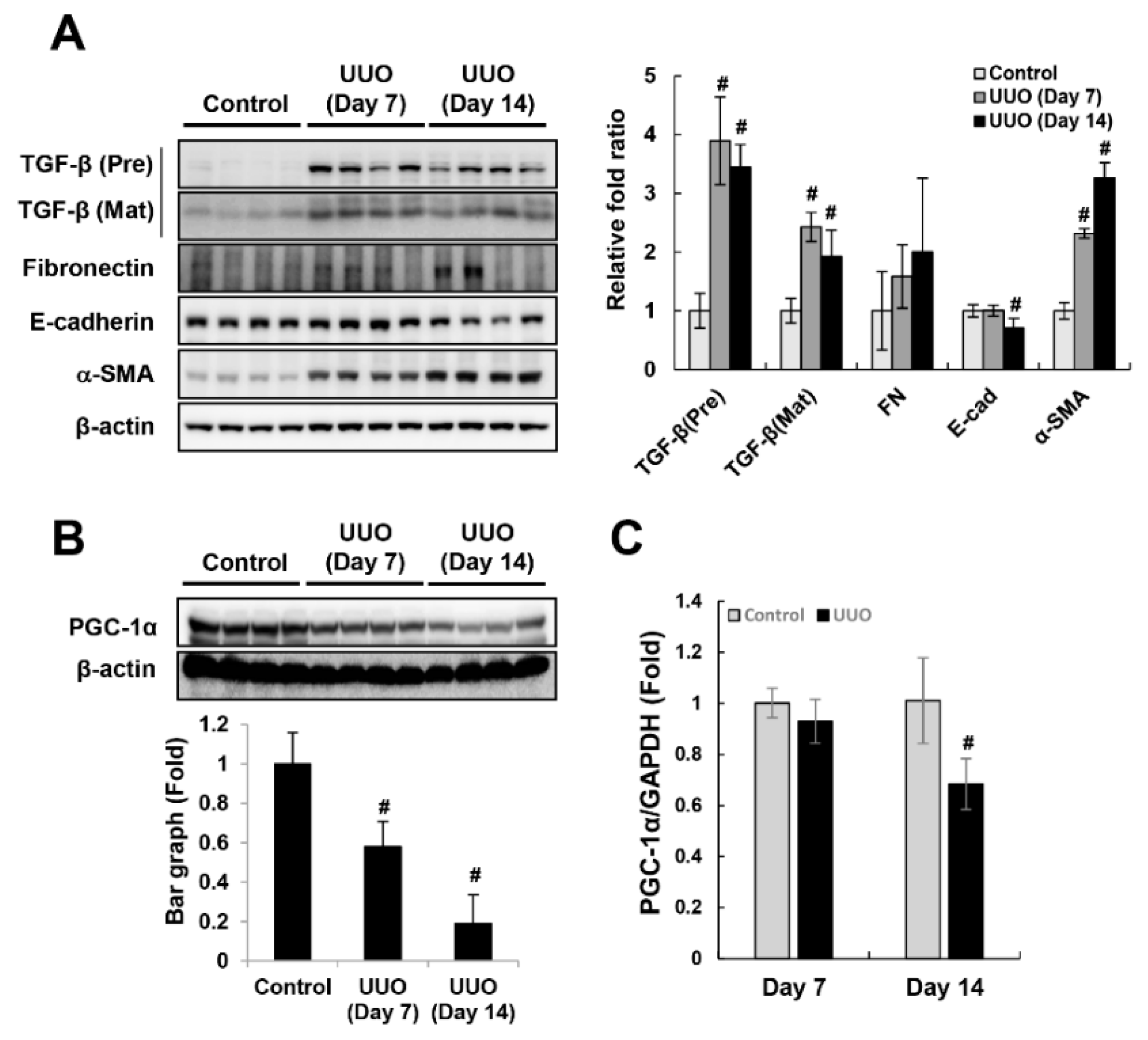 Ijms 20 05084 g001 Ijms 20 05084 g001