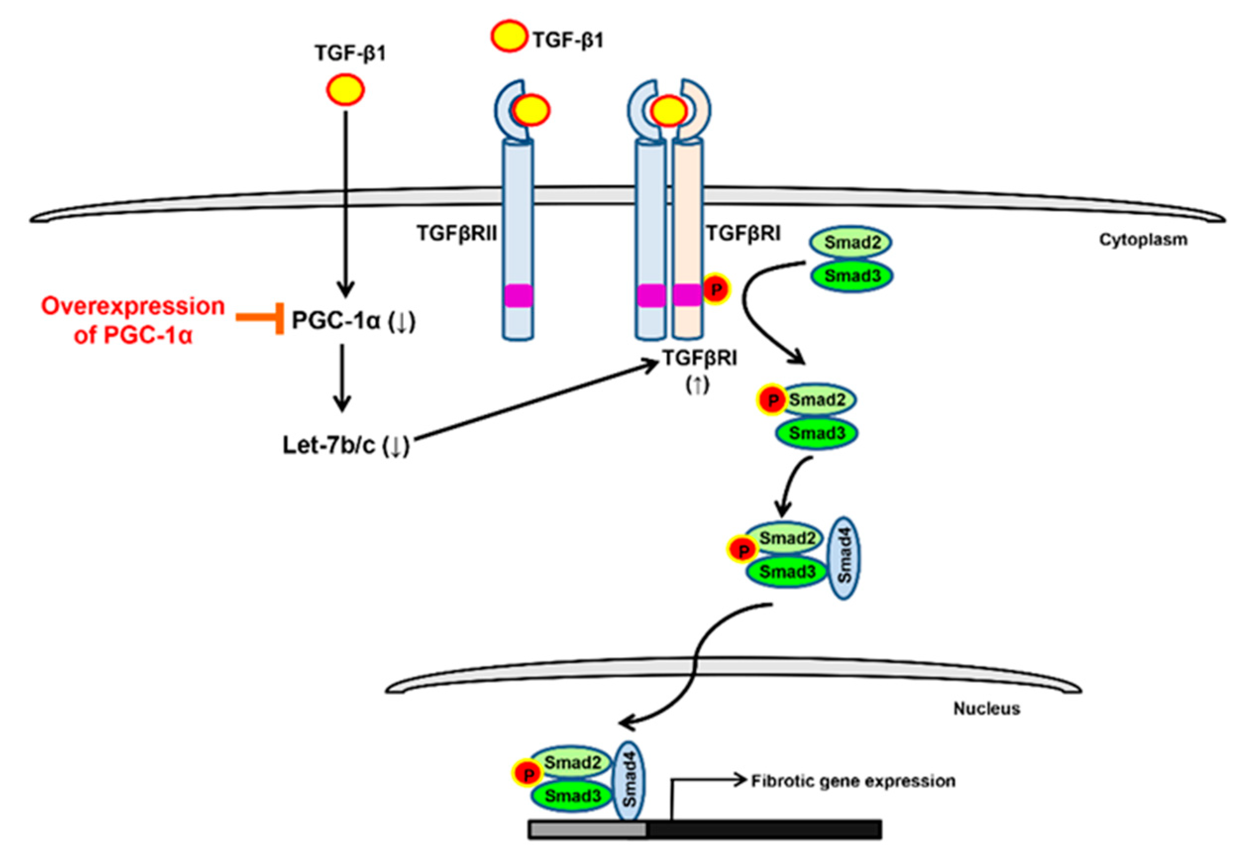 Ijms 20 05084 g007 Ijms 20 05084 g007