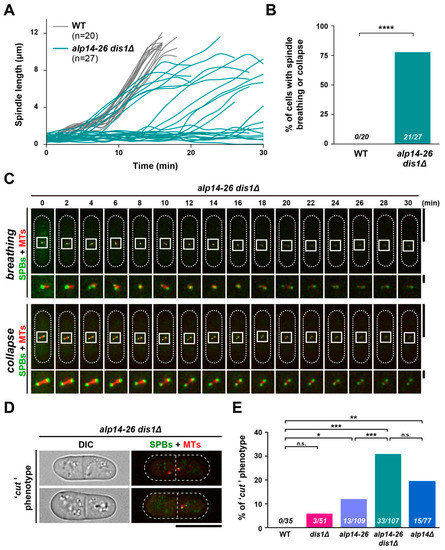 Ijms Free Full Text Two Xmap215 Tog Microtubule Polymerases Alp14 And Dis1 Play Non Exchangeable Distinct Roles In Microtubule Organisation In Fission Yeast Html