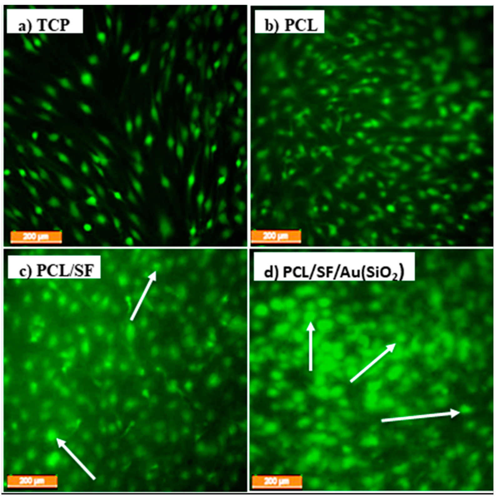 Ijms 20 05135 g007