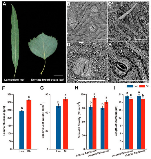 Ijms Free Full Text Conjoint Analysis Of Genome Wide Lncrna And Mrna Expression Of Heteromorphic Leavesin Response To Environmental Heterogeneityin Populus Euphratica Html