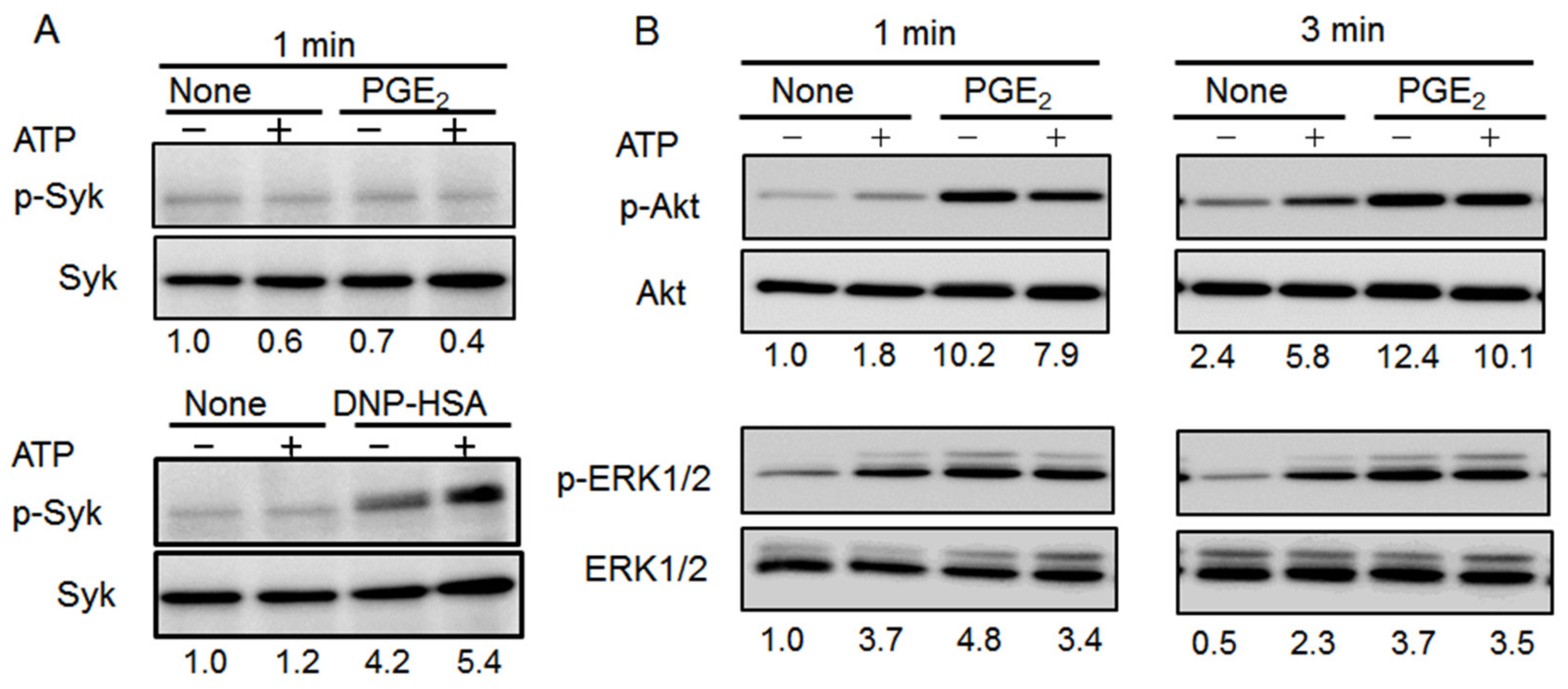 Ijms 20 05157 g005 Ijms 20 05157 g005