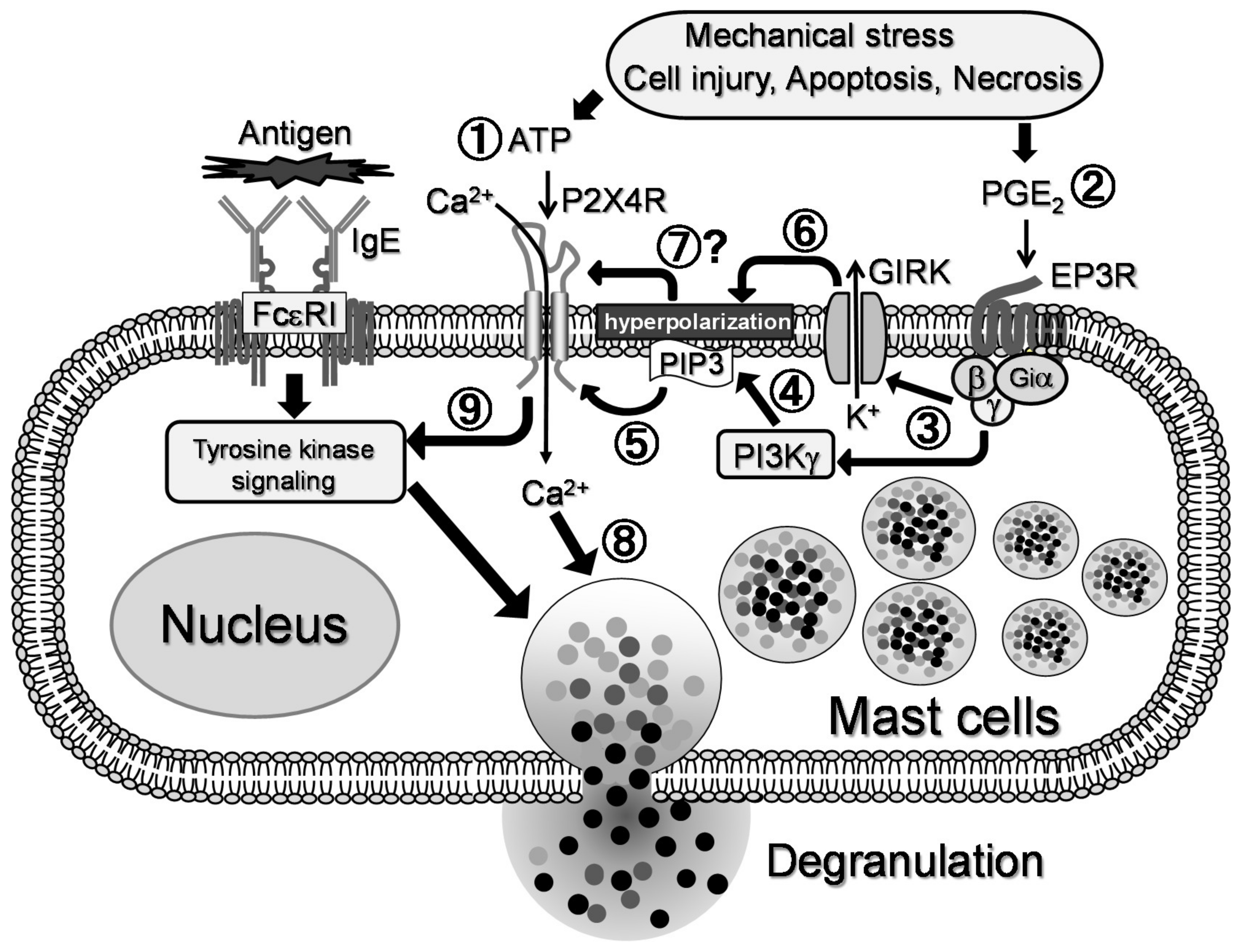 Ijms 20 05157 g008 Ijms 20 05157 g008