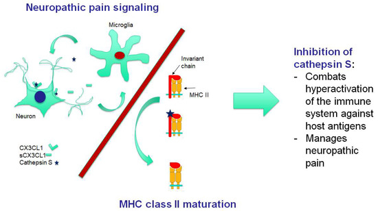 IJMS | Free Full-Text | Neuroimmunology: Role for Autoimmunity, Neuroinflammation, and Small Neuropathy in Fibromyalgia, Chronic Fatigue Syndrome, and Adverse Events after Human Vaccination? | HTML