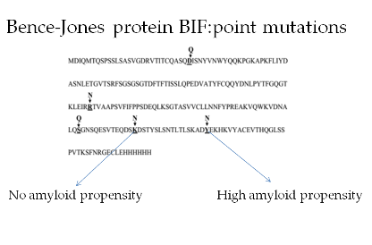 Ijms Free Full Text Effect Of Single Amino Acid Substitutions By Asn And Gln On Aggregation Properties Of Bence Jones Protein Bif