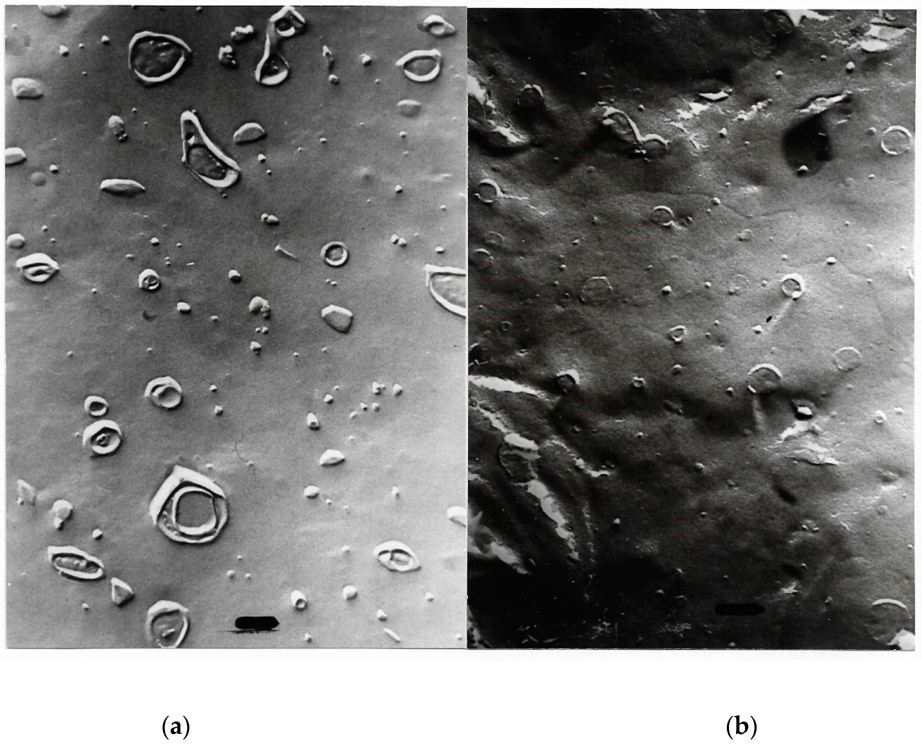 Ijms 20 05217 g007 Ijms 20 05217 g007