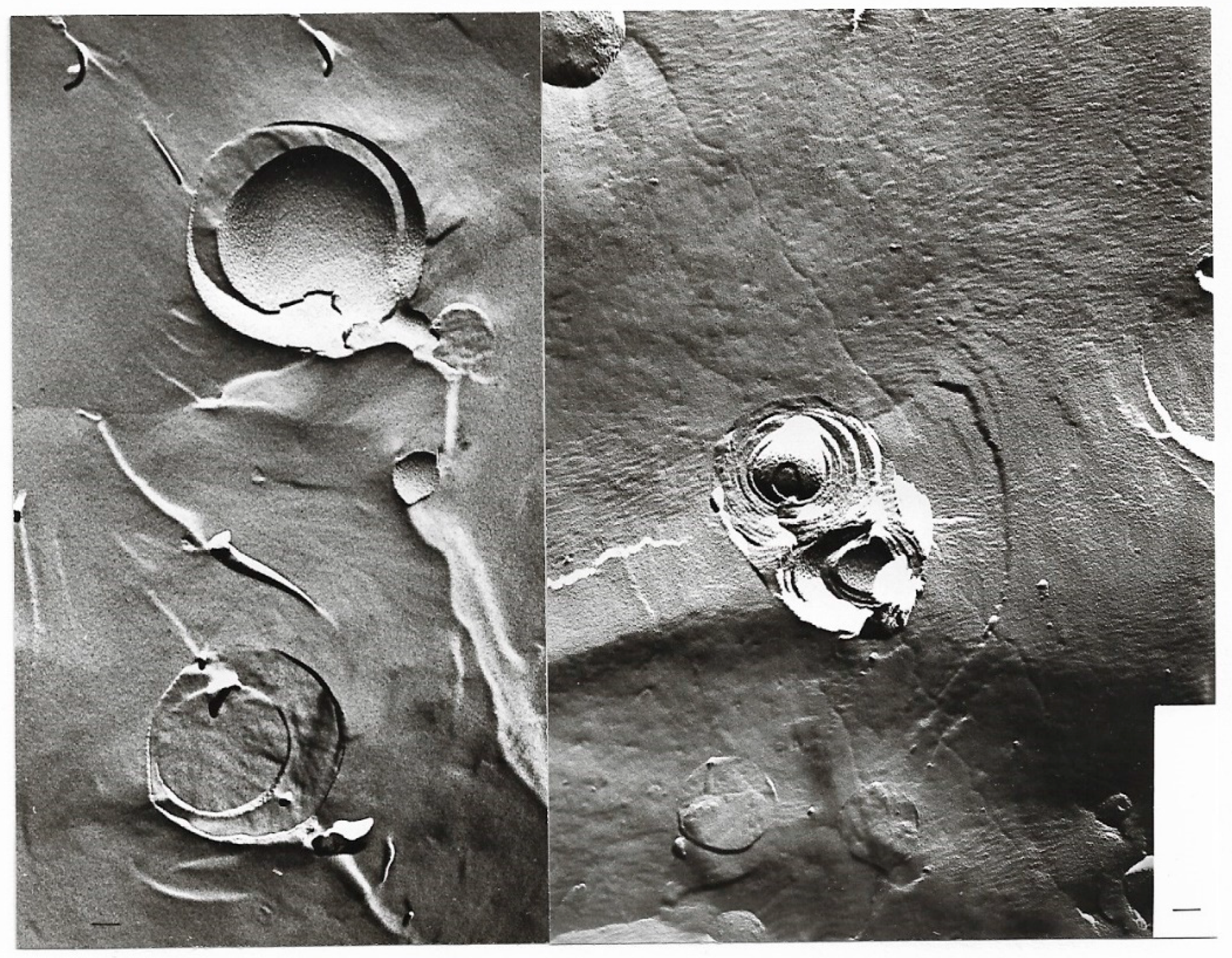 Ijms 20 05217 g008 Ijms 20 05217 g008