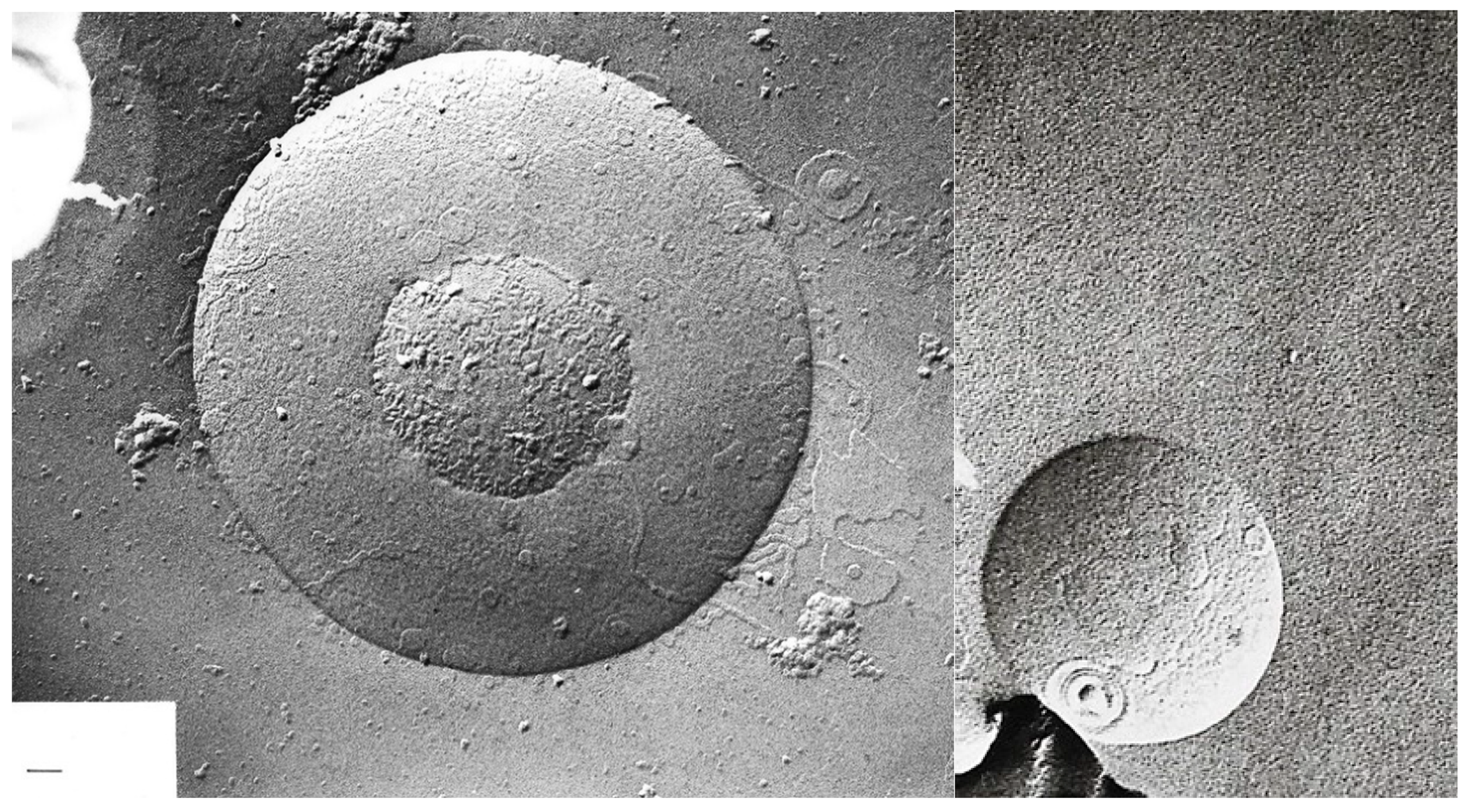 Ijms 20 05217 g009 Ijms 20 05217 g009