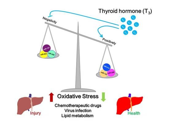 Ijms Free Full Text Roles Of Thyroid Hormone Associated Micrornas Affecting Oxidative Stress In Human Hepatocellular Carcinoma Html