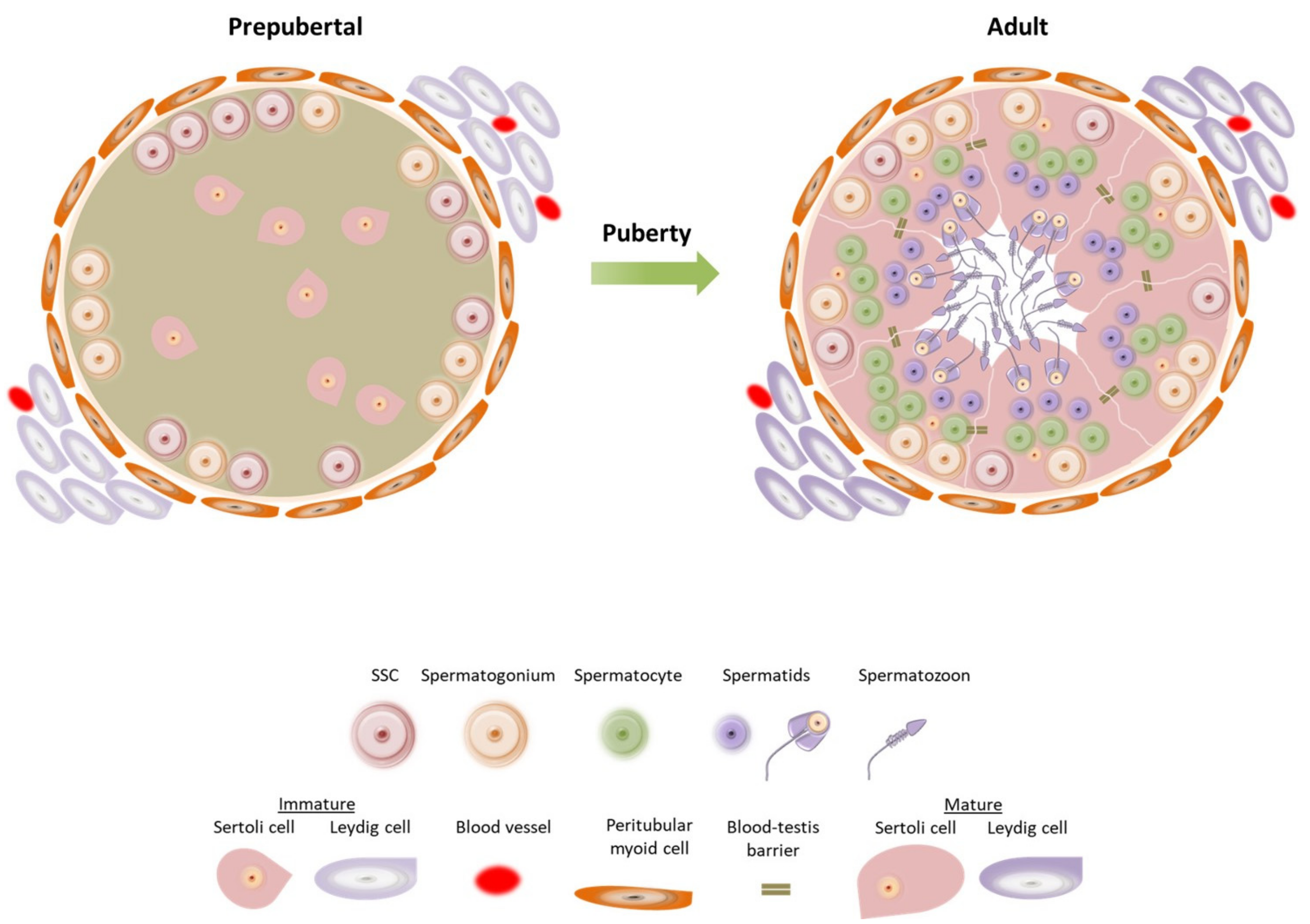 Morphology of Leydig cells in the testes after in vivo MCP-1 treatment.