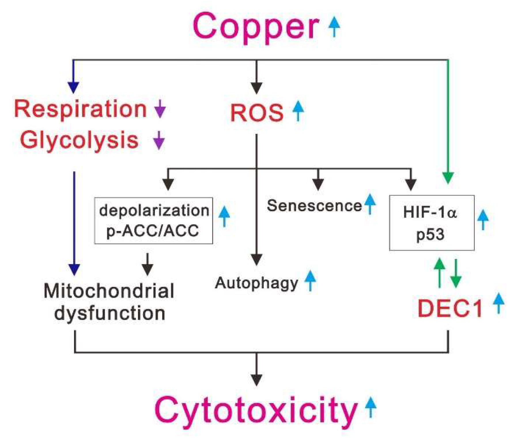 IJMS Free FullText The Mechanisms Underlying the Cytotoxic Effects