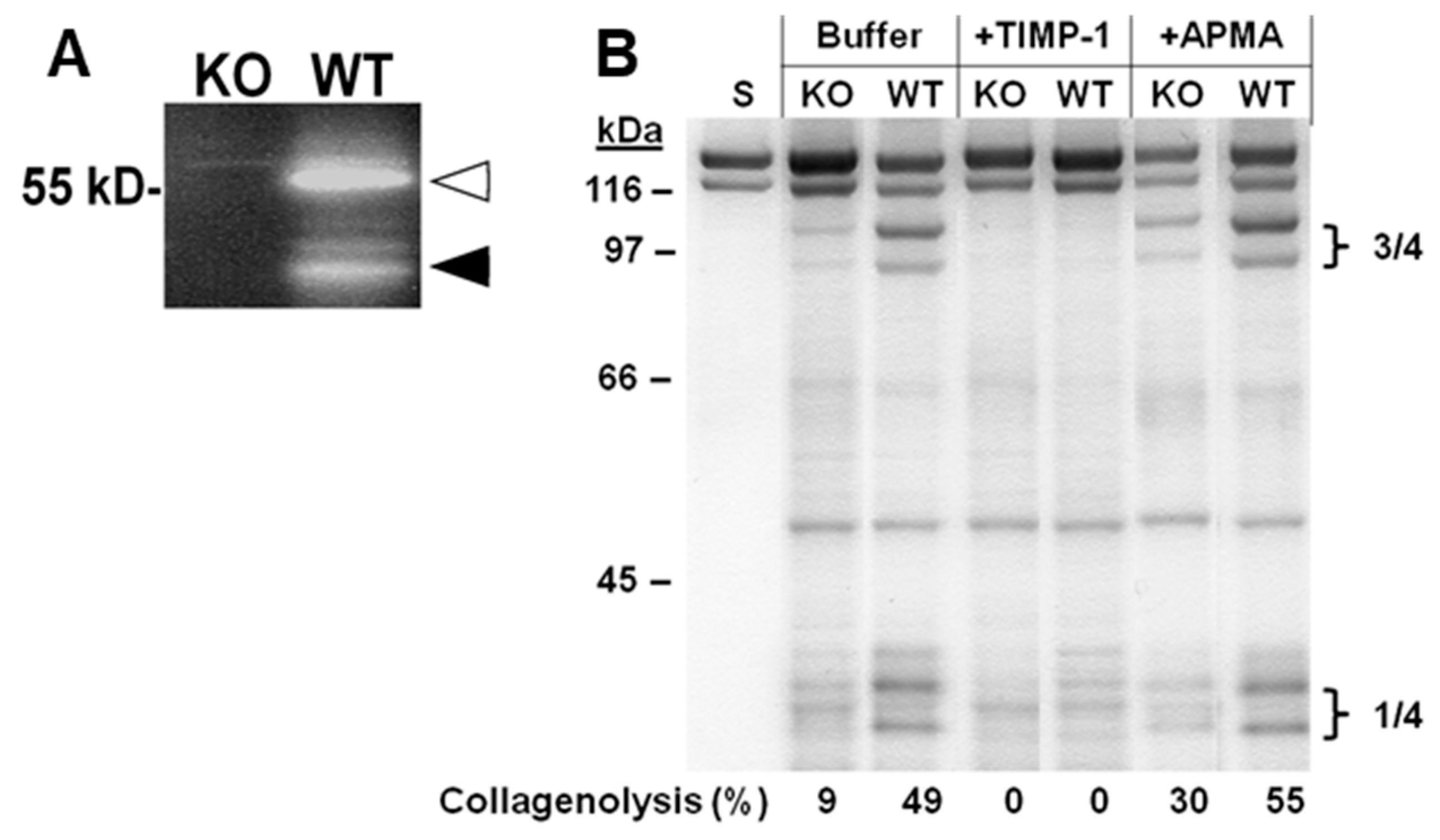 Ijms 20 05234 g003