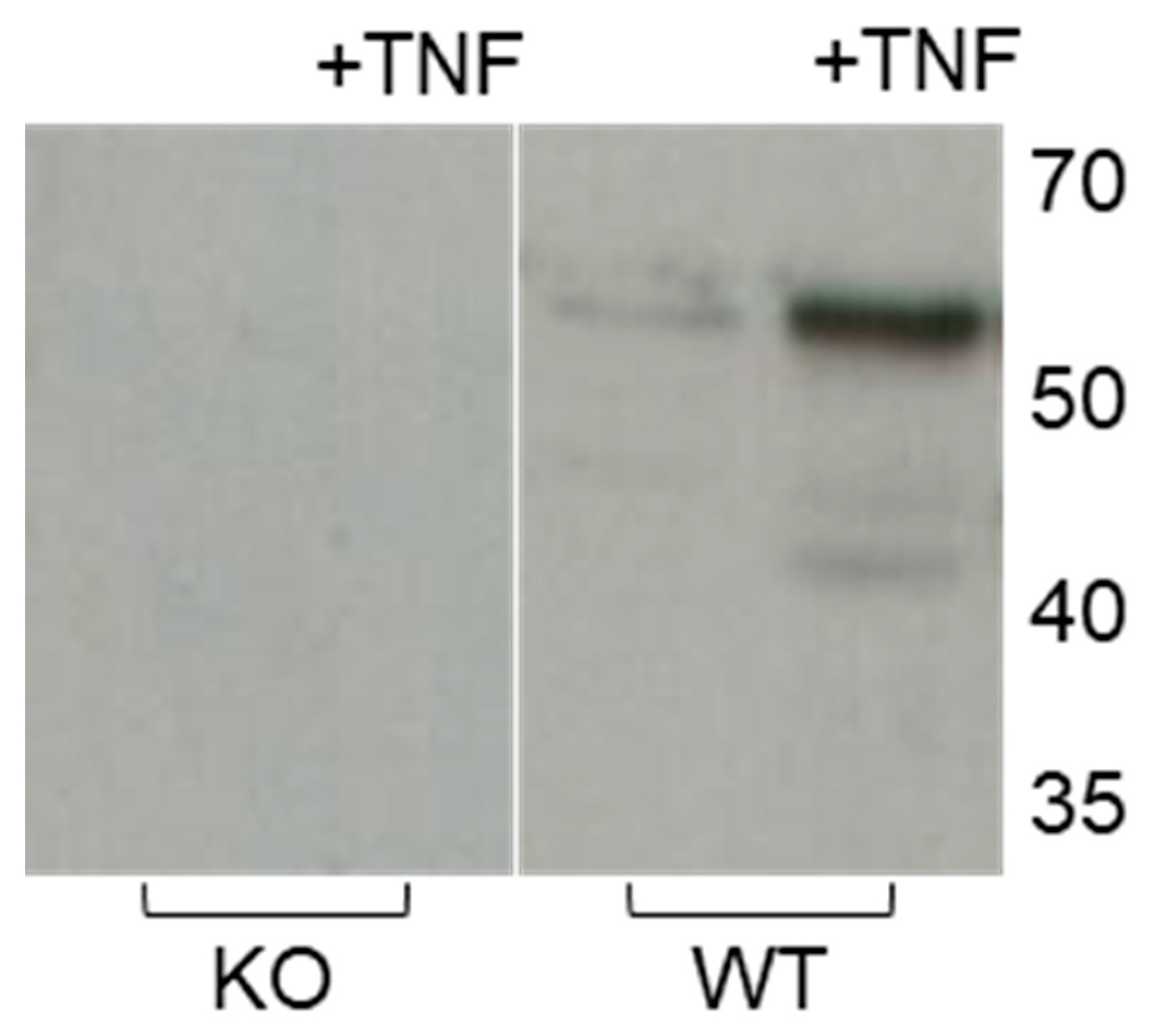 Ijms 20 05234 g005