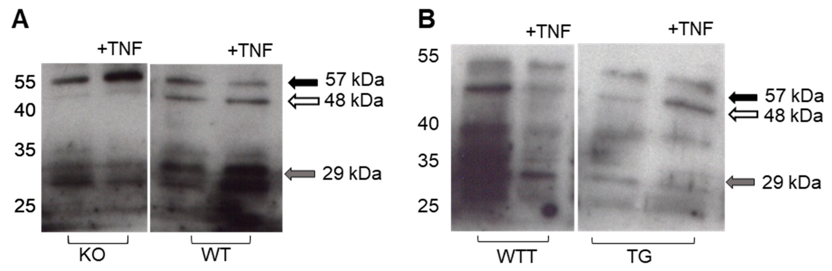 Ijms 20 05234 g006