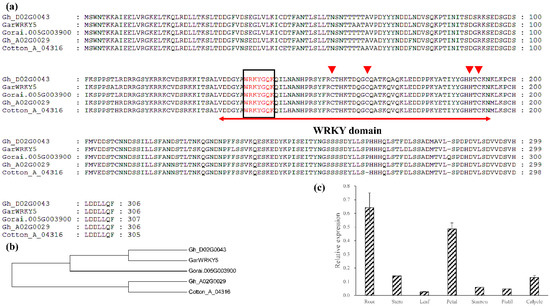 IJMS | Free Full-Text | Transcription Factor GarWRKY5 Is Involved 