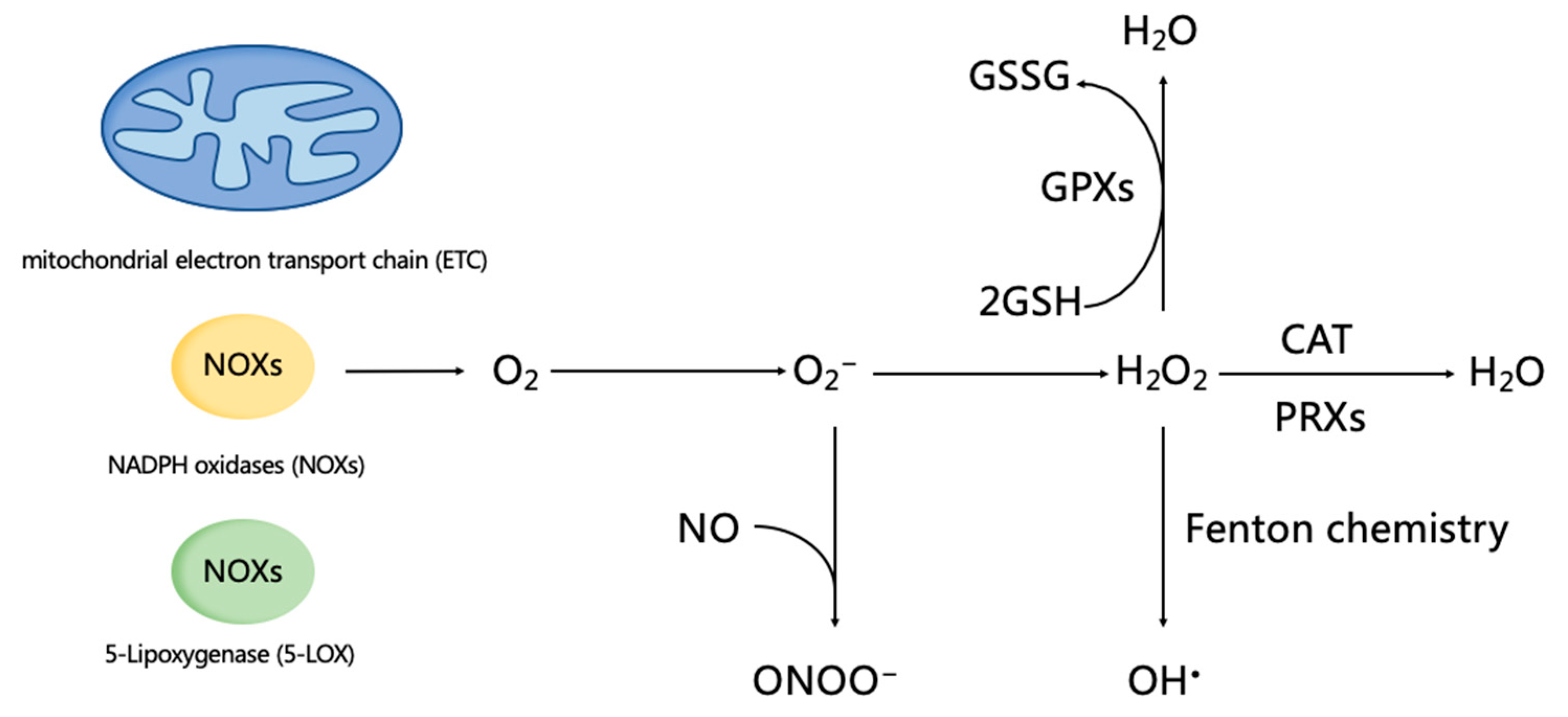 Ijms 20 05249 g001